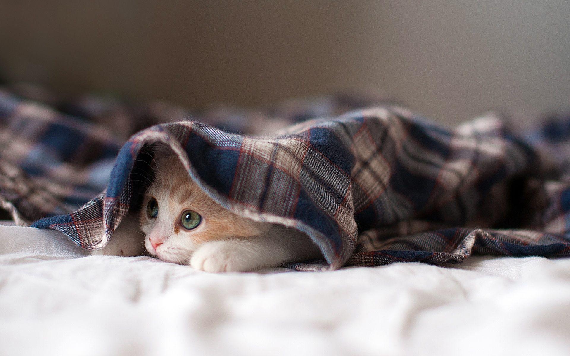 1920x1200 Cat Background Desktop