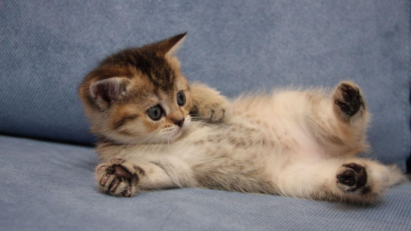 1366x768 Cute Wallpaper For Laptop Full Screen HD The Best Cat
