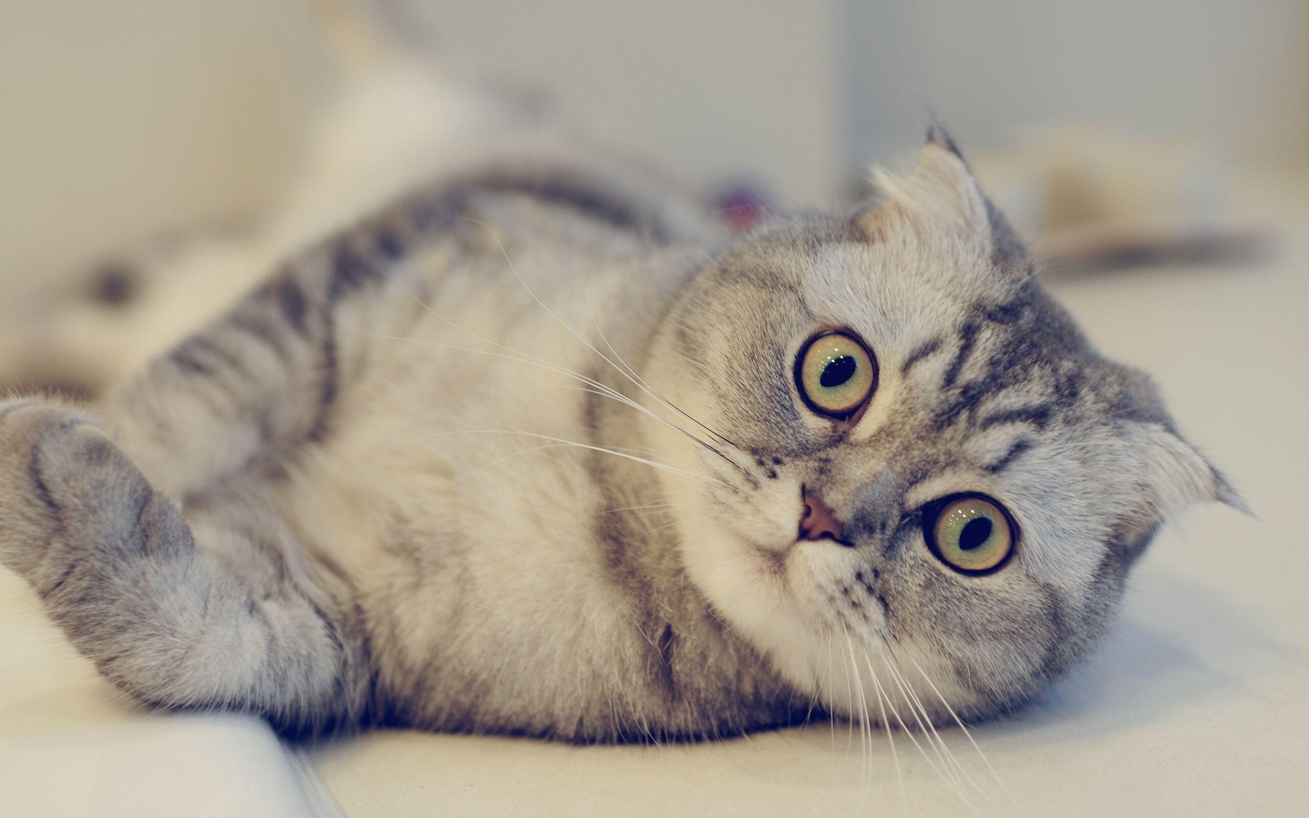 2560x1600 scottish, Fold, Cat, Look Wallpaper HD / Desktop and Mobile