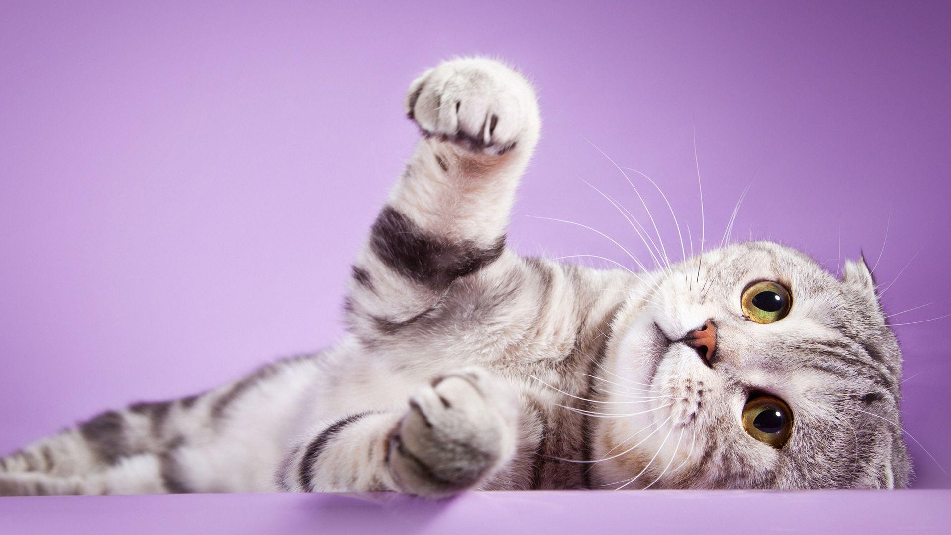 1920x1080 Scottish Fold Cute CAT Wallpaper Full HD Free Download