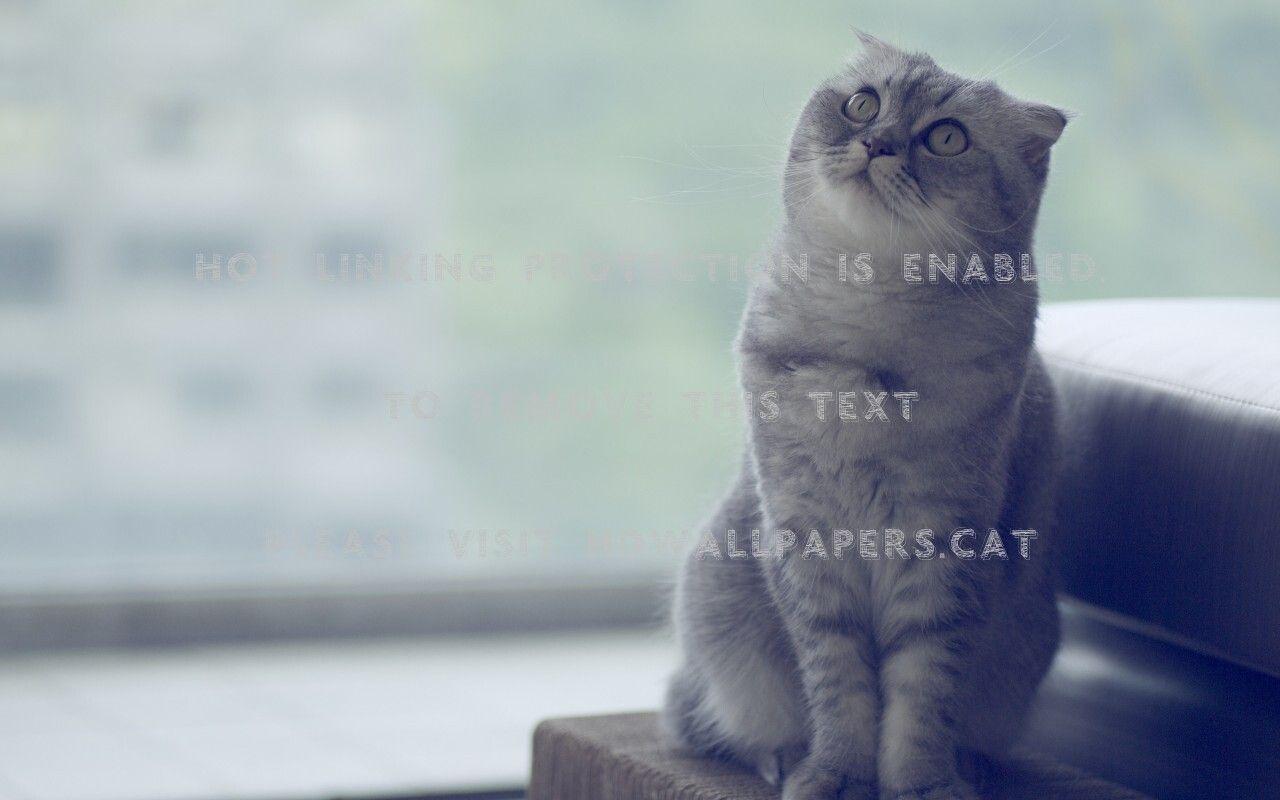 1280x800 dreamy cat cute scottish fold animals
