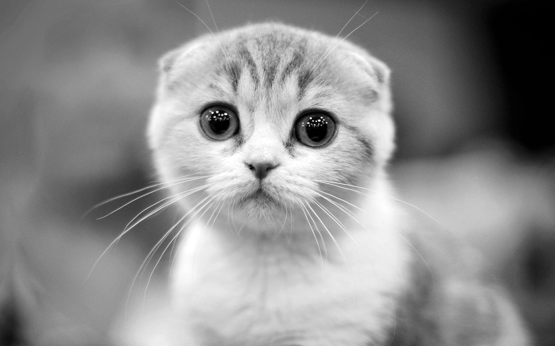 1920x1200 Scottish Fold Cat, Monochrome, Muzzle, Pets, Cats - Котёнок Милый