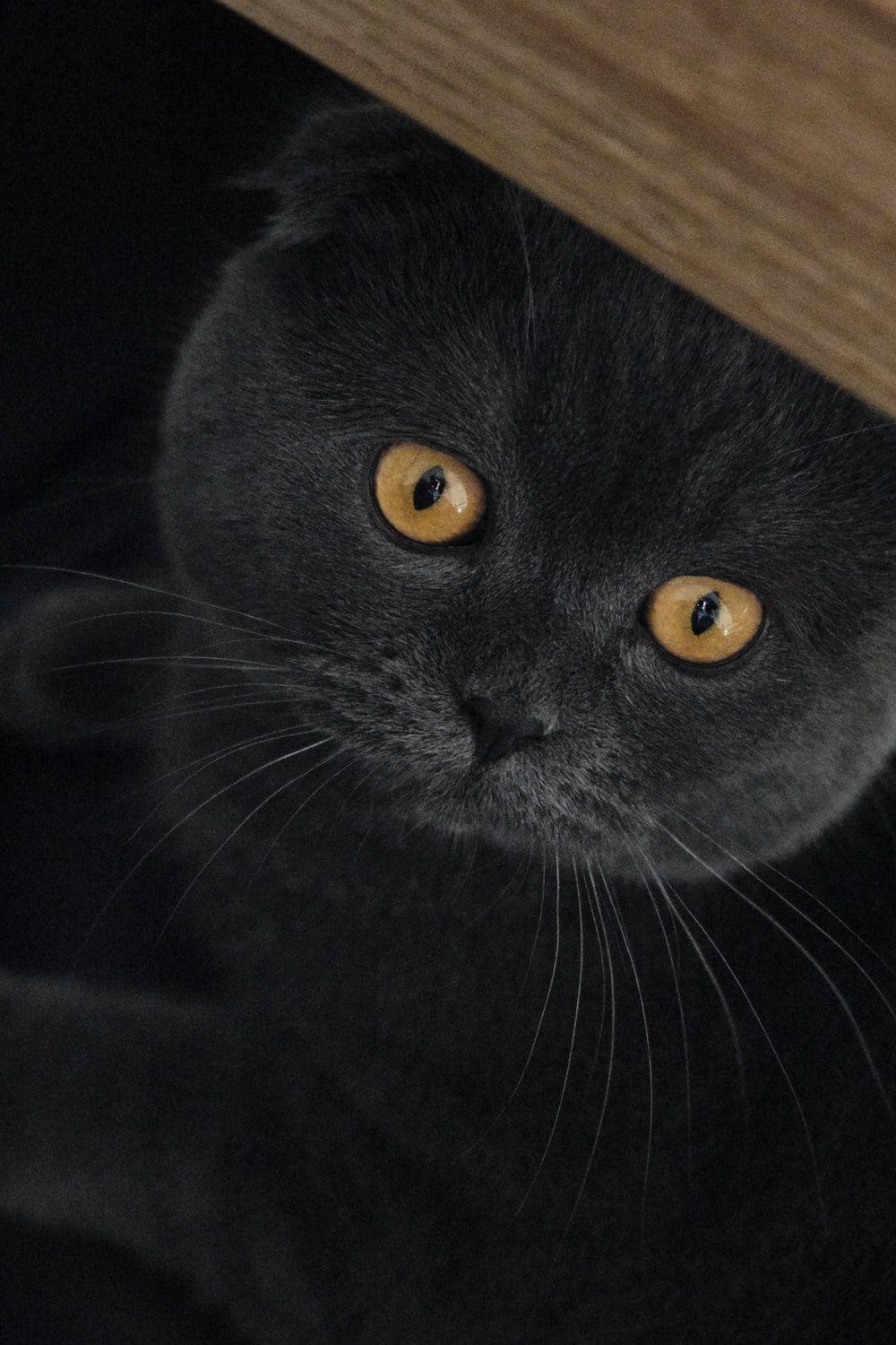 1000x1500 Scottish Fold Picture. Download Free Image