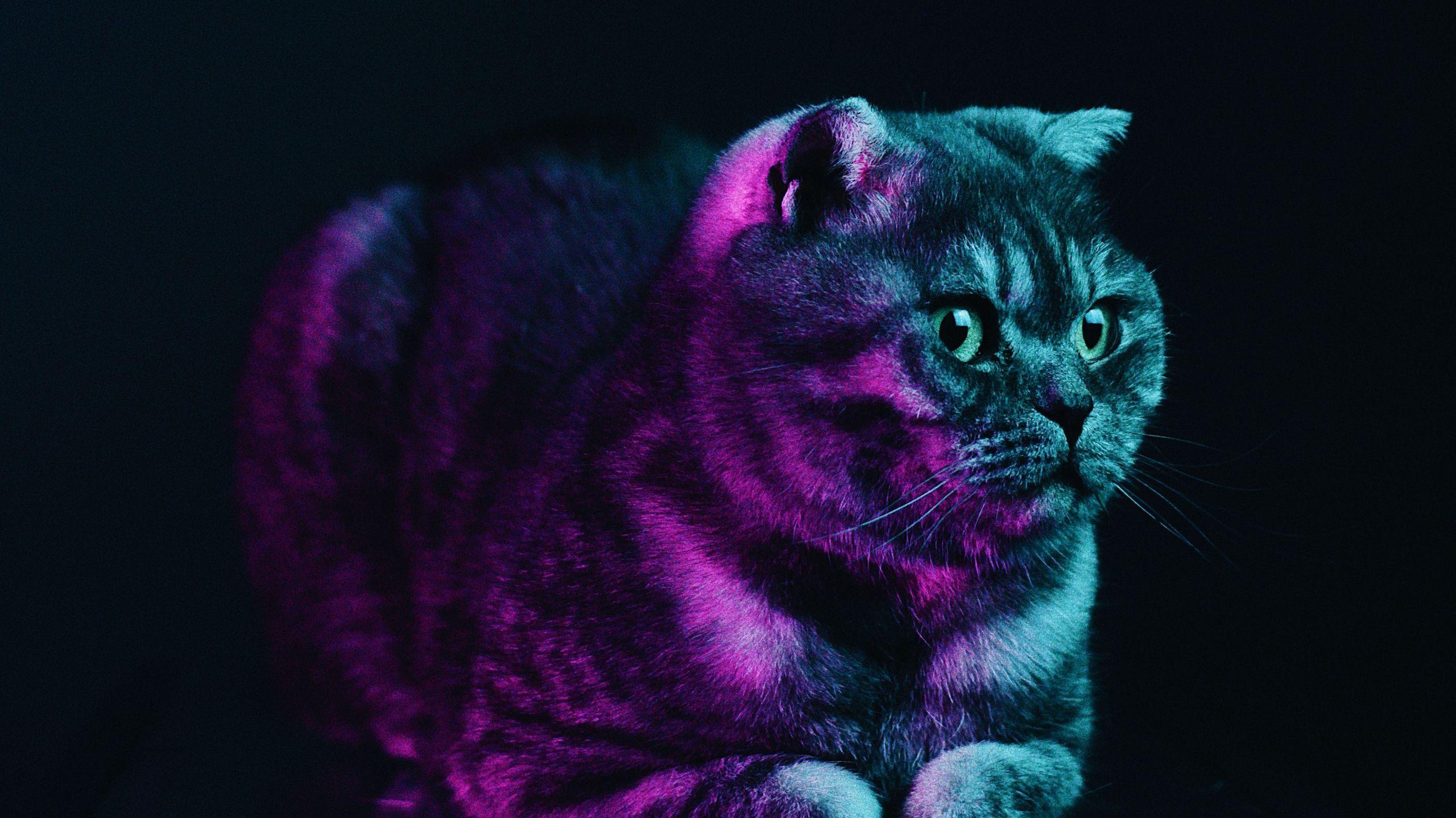 2560x1440 Download wallpaper 2560x1440 scottish fold, cat, gray, pet, neon