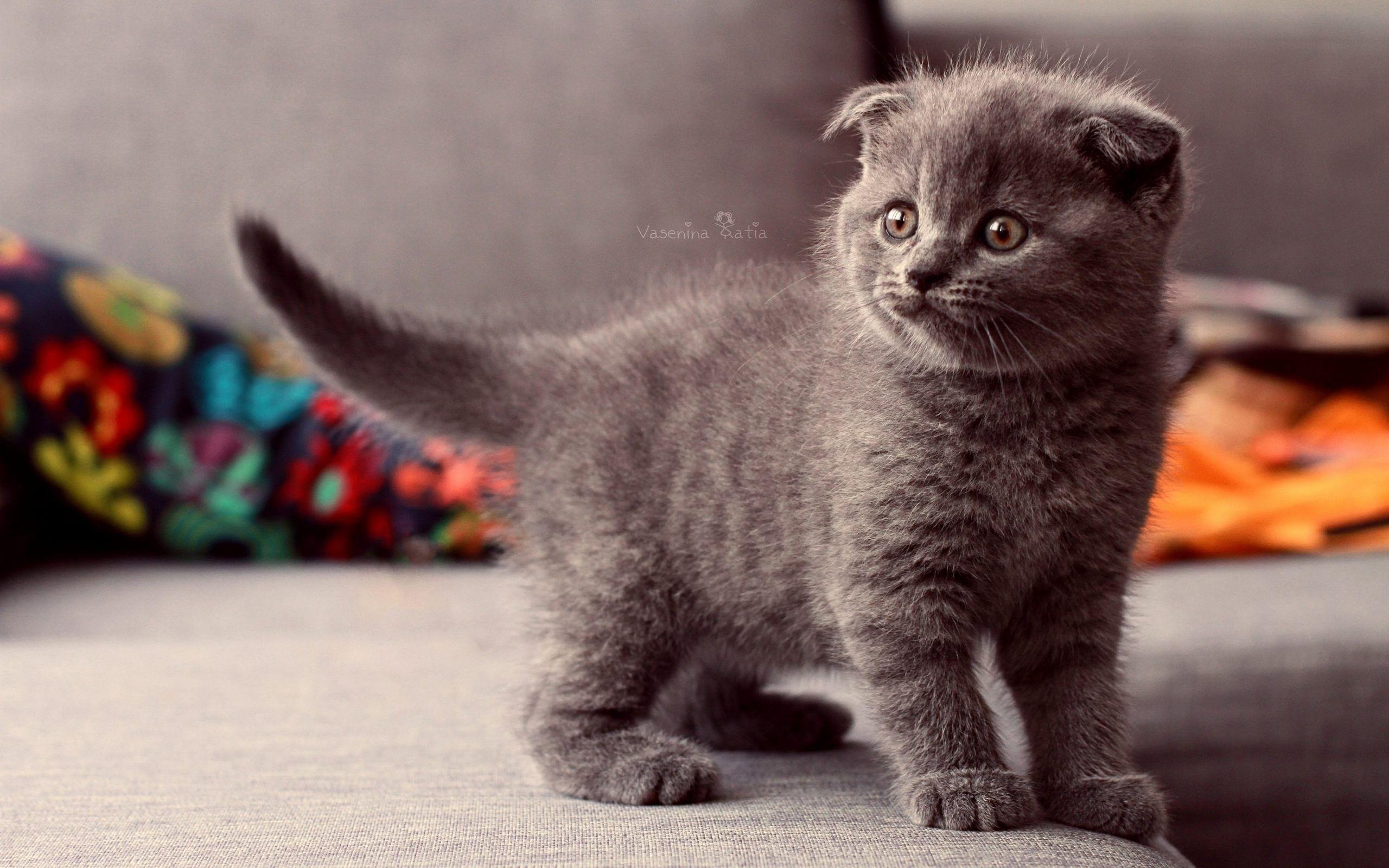 2560x1600 Derpy Kittens Wallpaper Wallpaper Scottish Fold