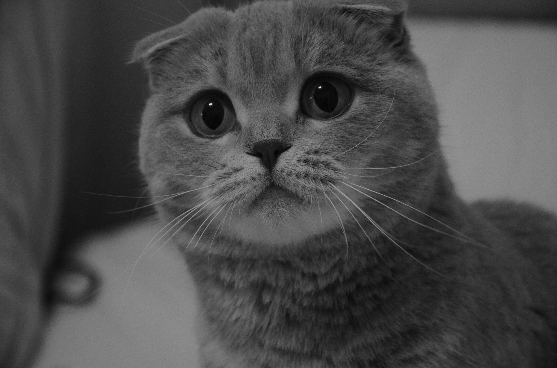 1920x1271 Scottish Fold Scottish Fold Eyes View HD Wallpaper