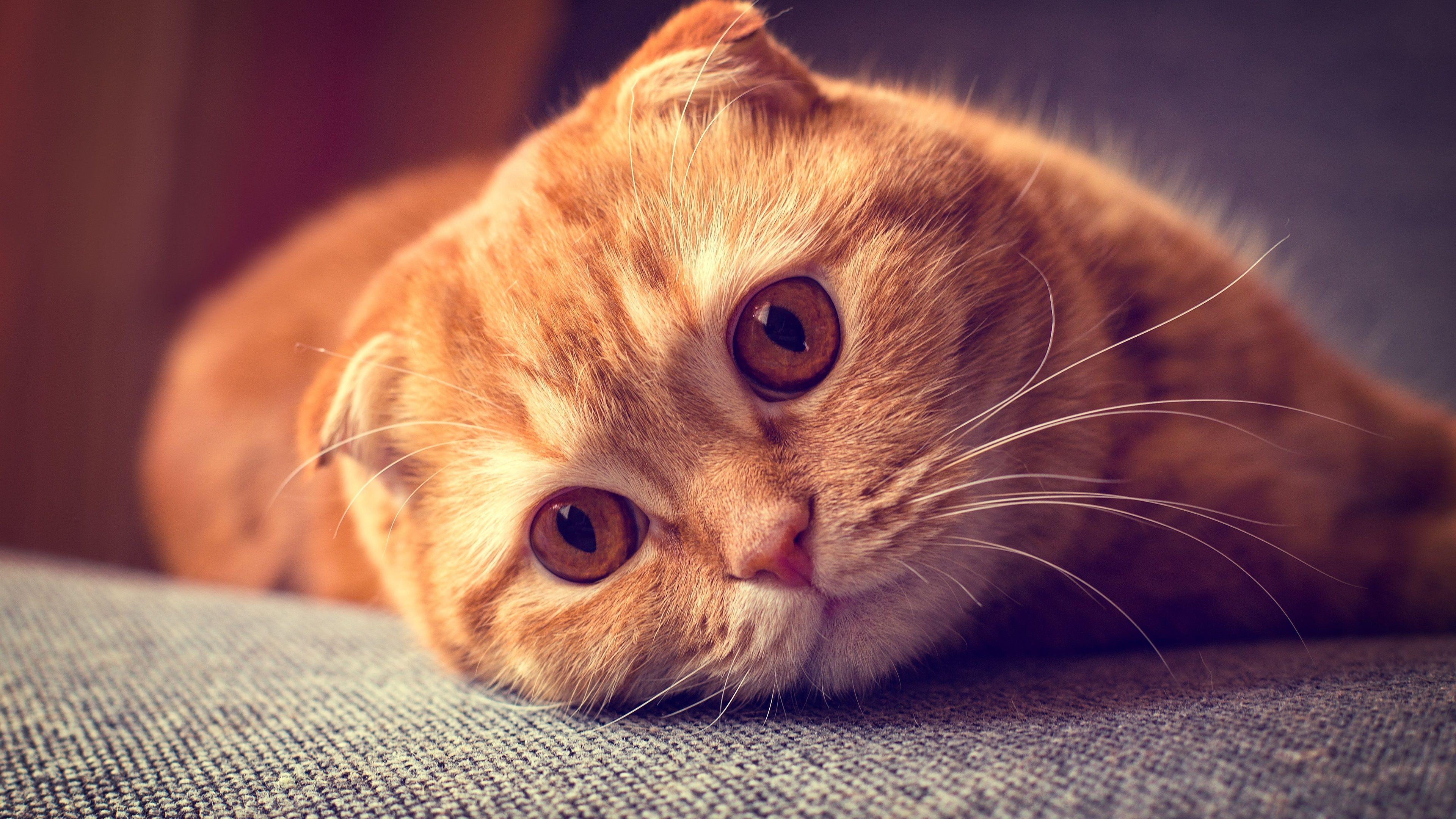 3840x2160 Wallpaper Scottish fold cat, portrait, want to sleep 3840x2160 UHD