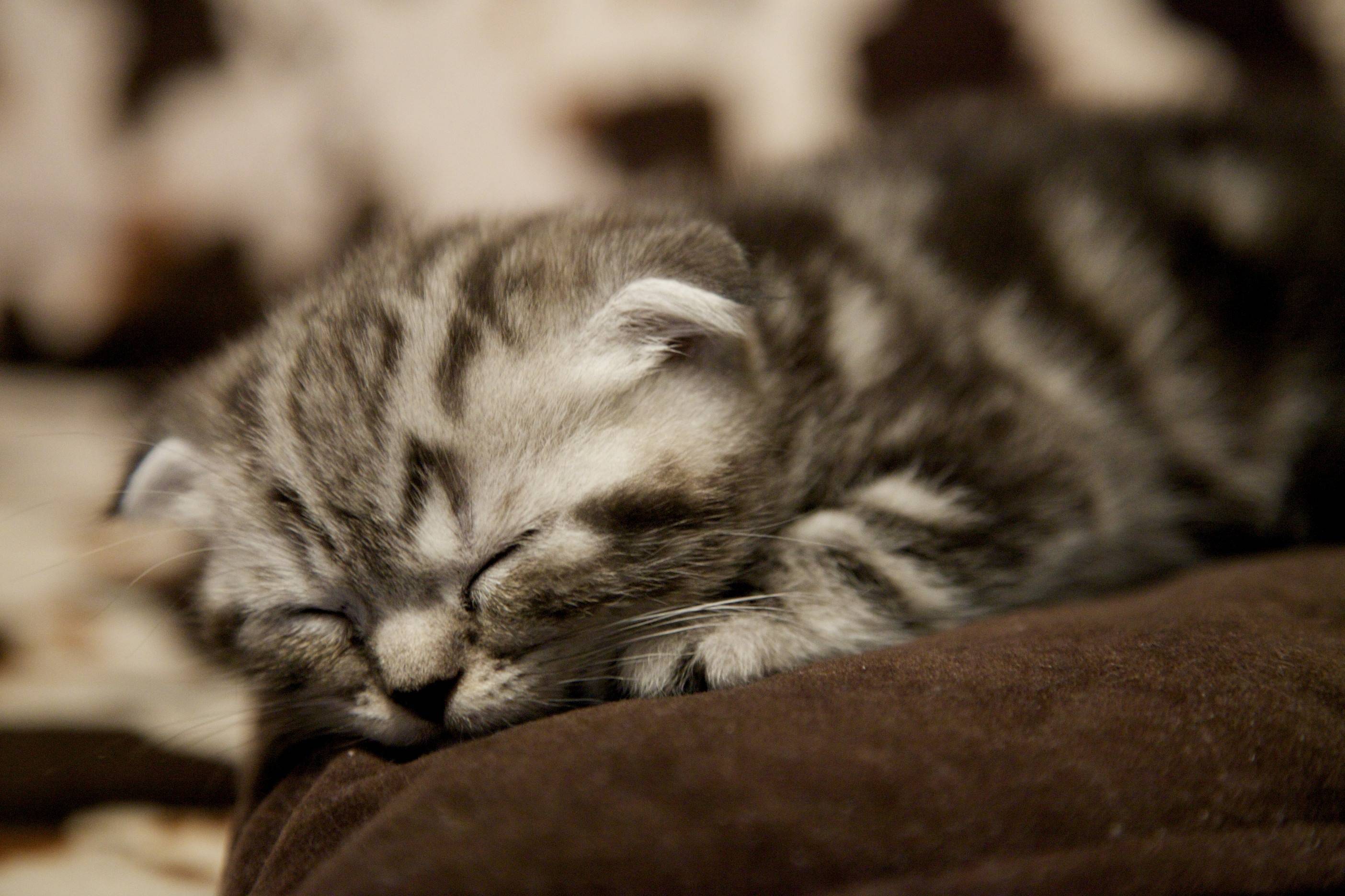 2808x1872 Scottish Fold (Kitten, Sleeps, Squat) HD Cat Wallpaper