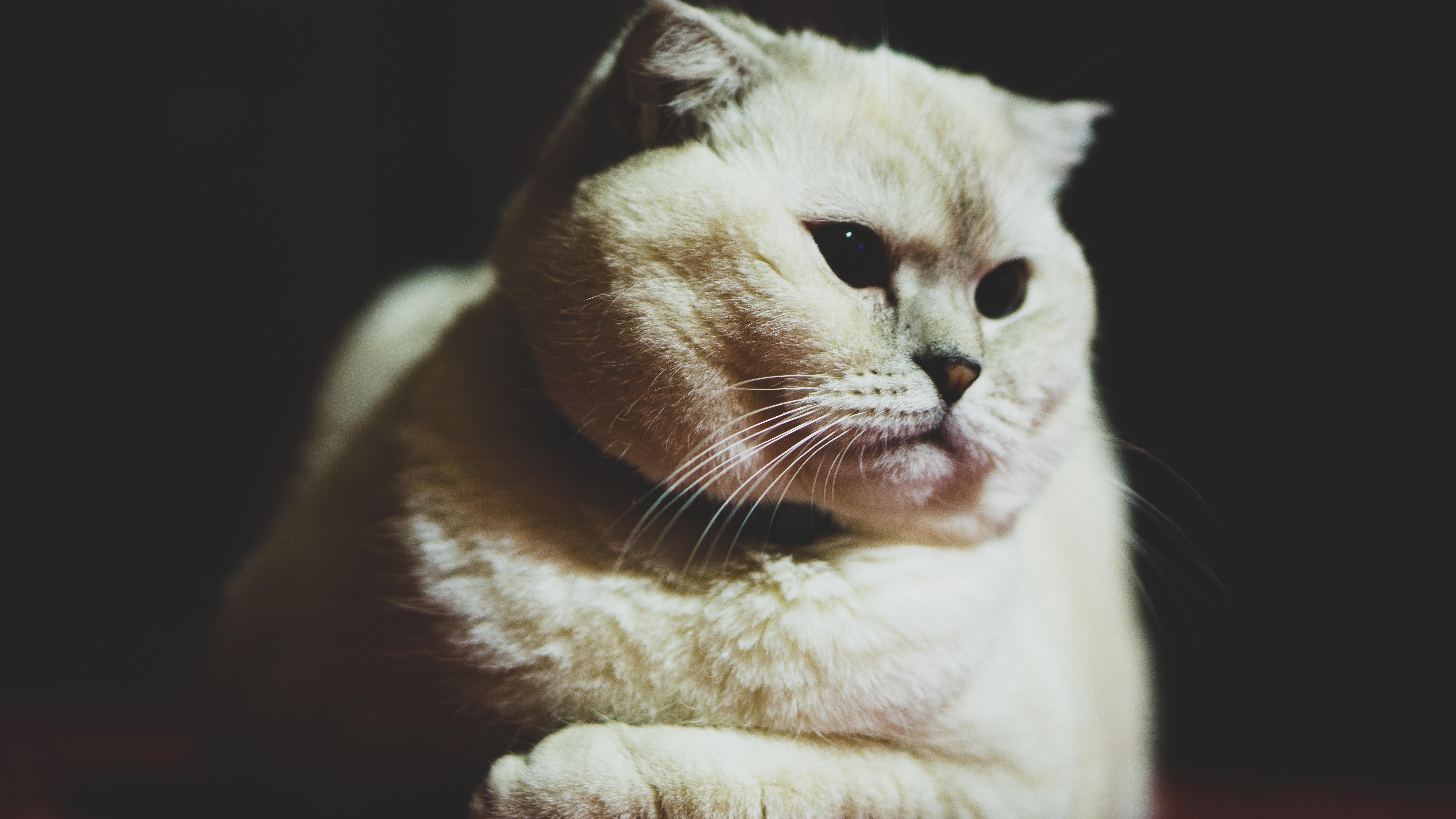 6000x3376 wallpaper scottish fold, cat, white, pet, muzzle, glance, dark