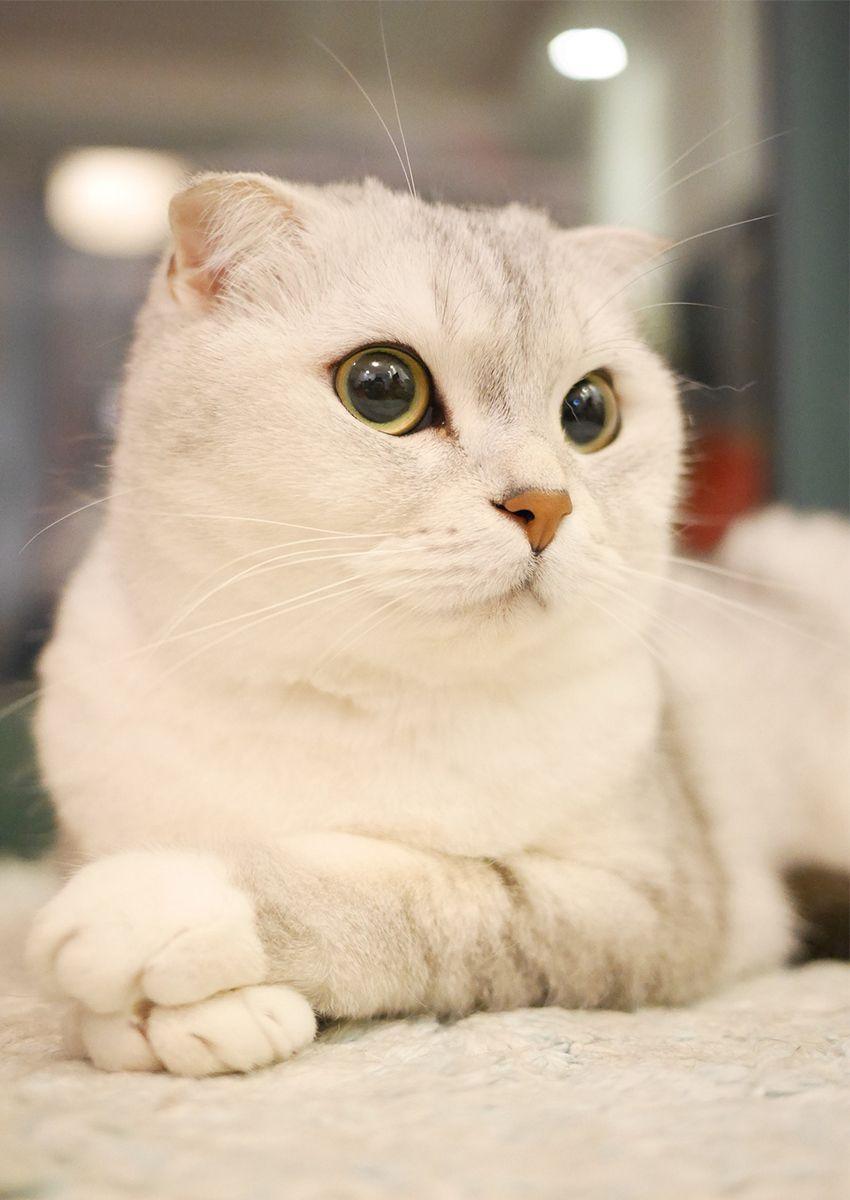 850x1200 Scottish Fold Cats: A Complete Guide. Cat scottish fold, Scottish