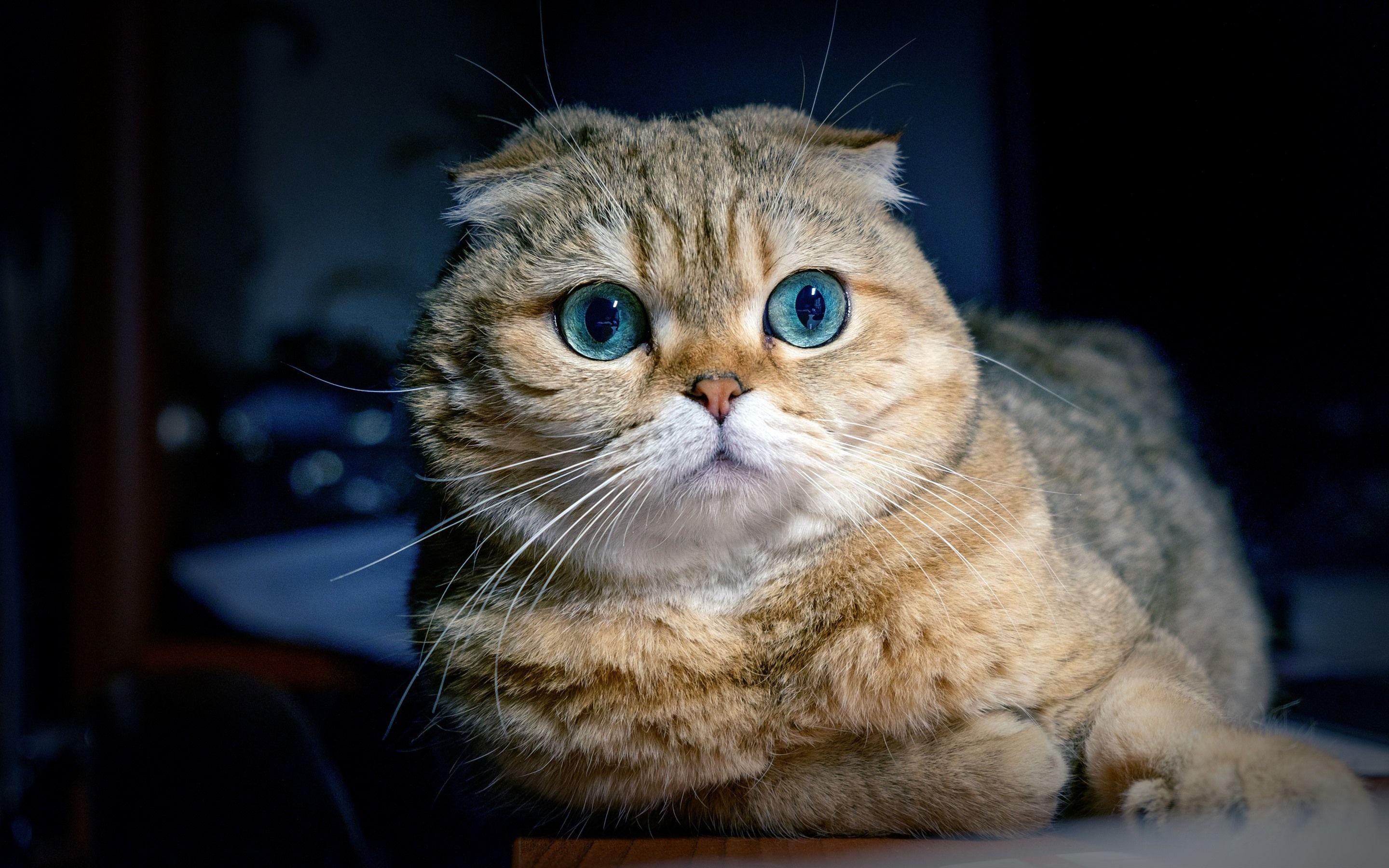 2880x1800 Wallpaper Scottish fold cat, blue eyes, front view 2880x1800 HD