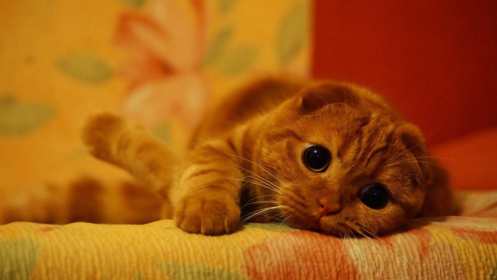 1920x1080 Scottish Fold Cute CAT Wallpaper Full HD Free Download