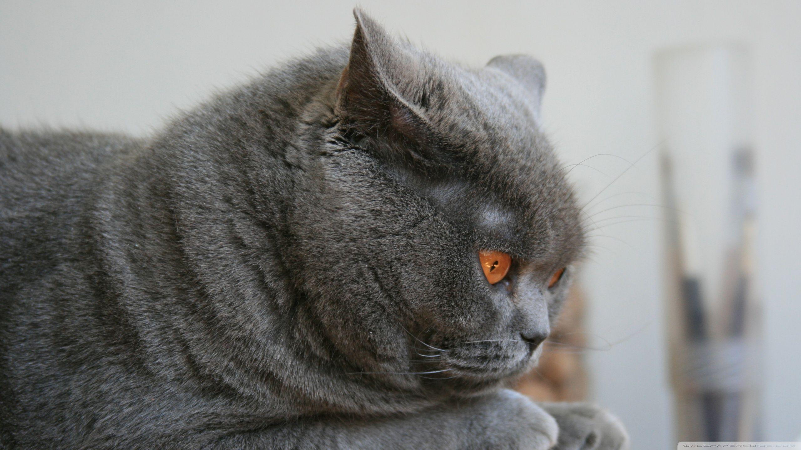 2560x1440 Scottish Fold Ultra HD Desktop Background Wallpaper for 4K UHD TV