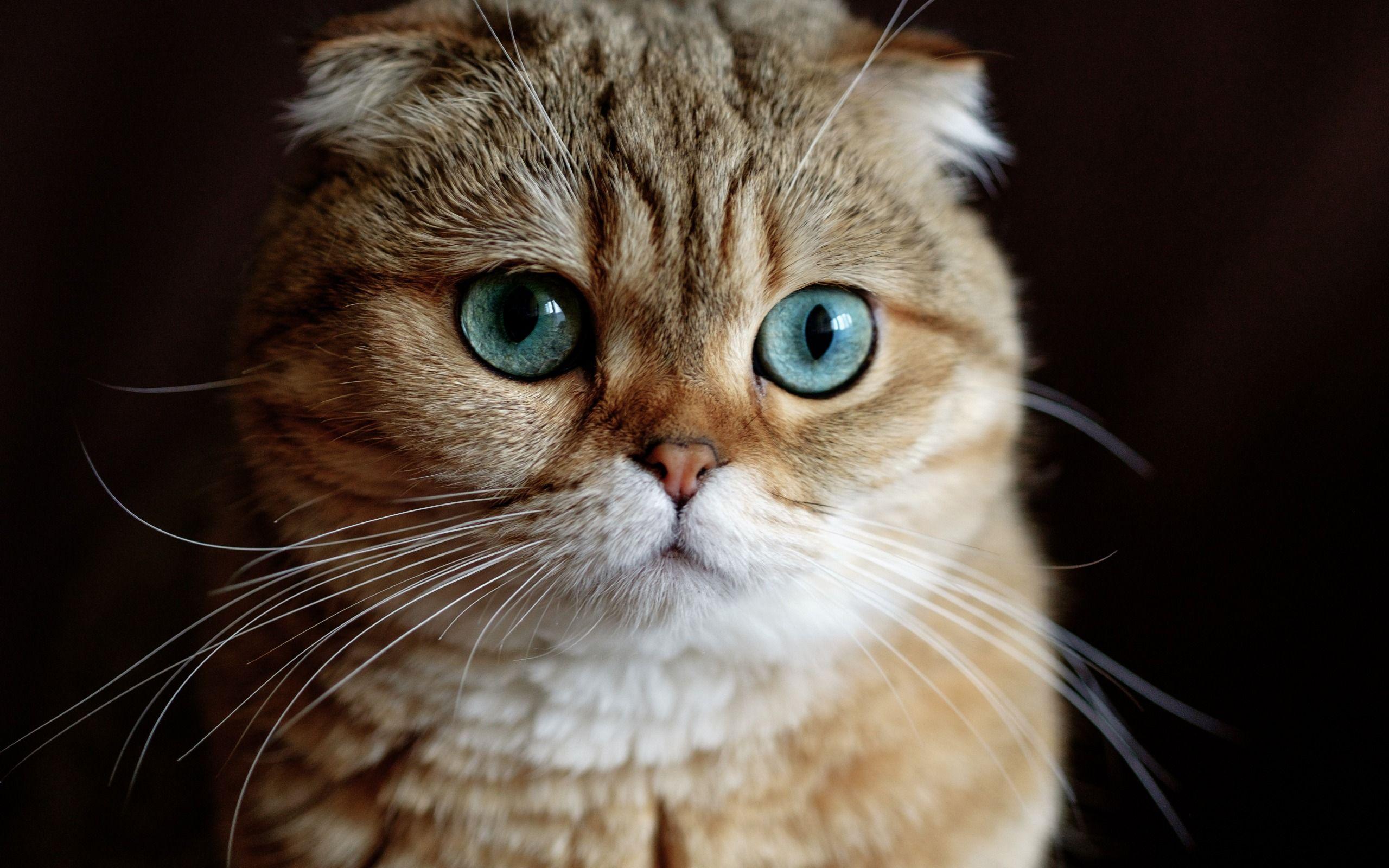 2560x1600 Scottish Fold, Beautiful Fluffy Cat, Brown Cat, Domestic