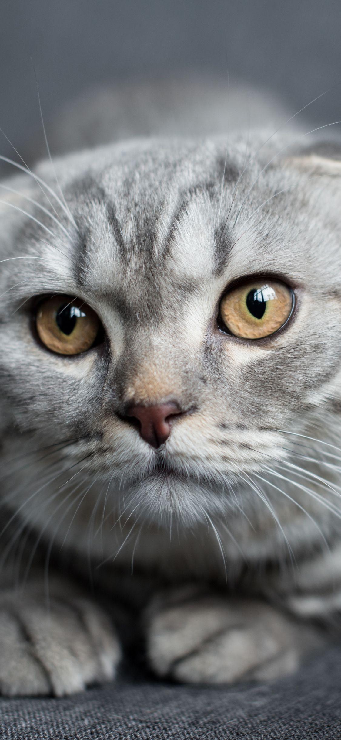 1125x2436 Download 1125x2436 wallpaper scottish fold, muzzle, cat, curious