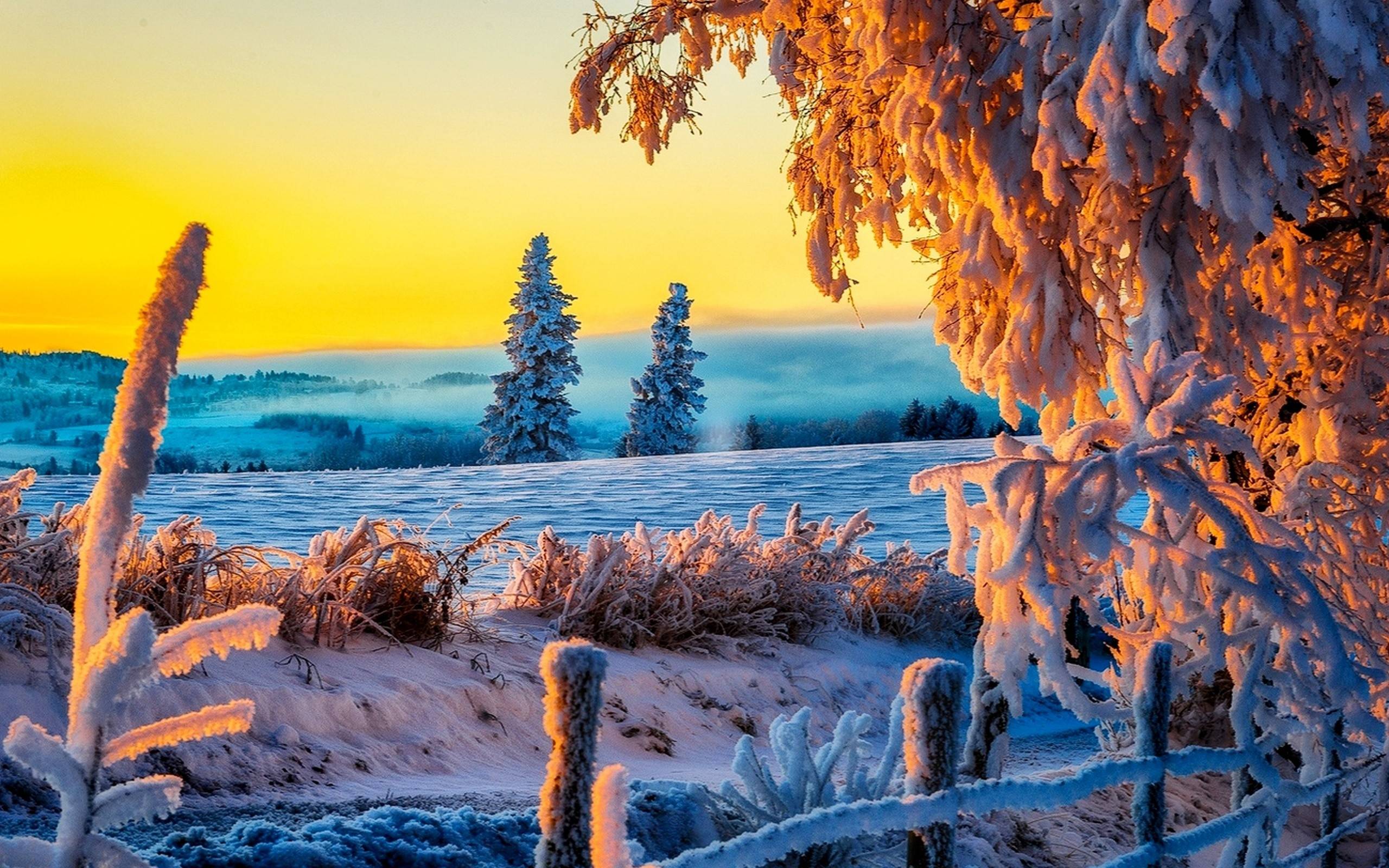 2560x1600 Free 4K HD Wallpaper