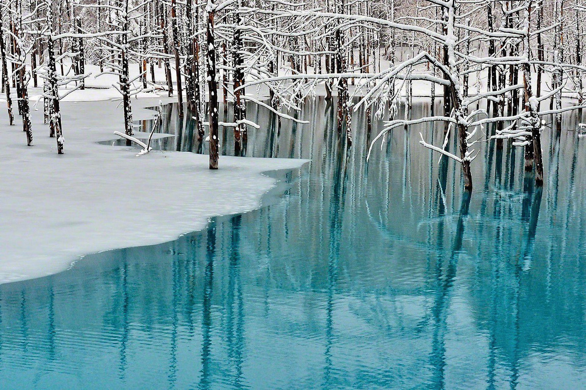 1920x1280 landscape nature next tree tokyo snow winter HD wallpaper