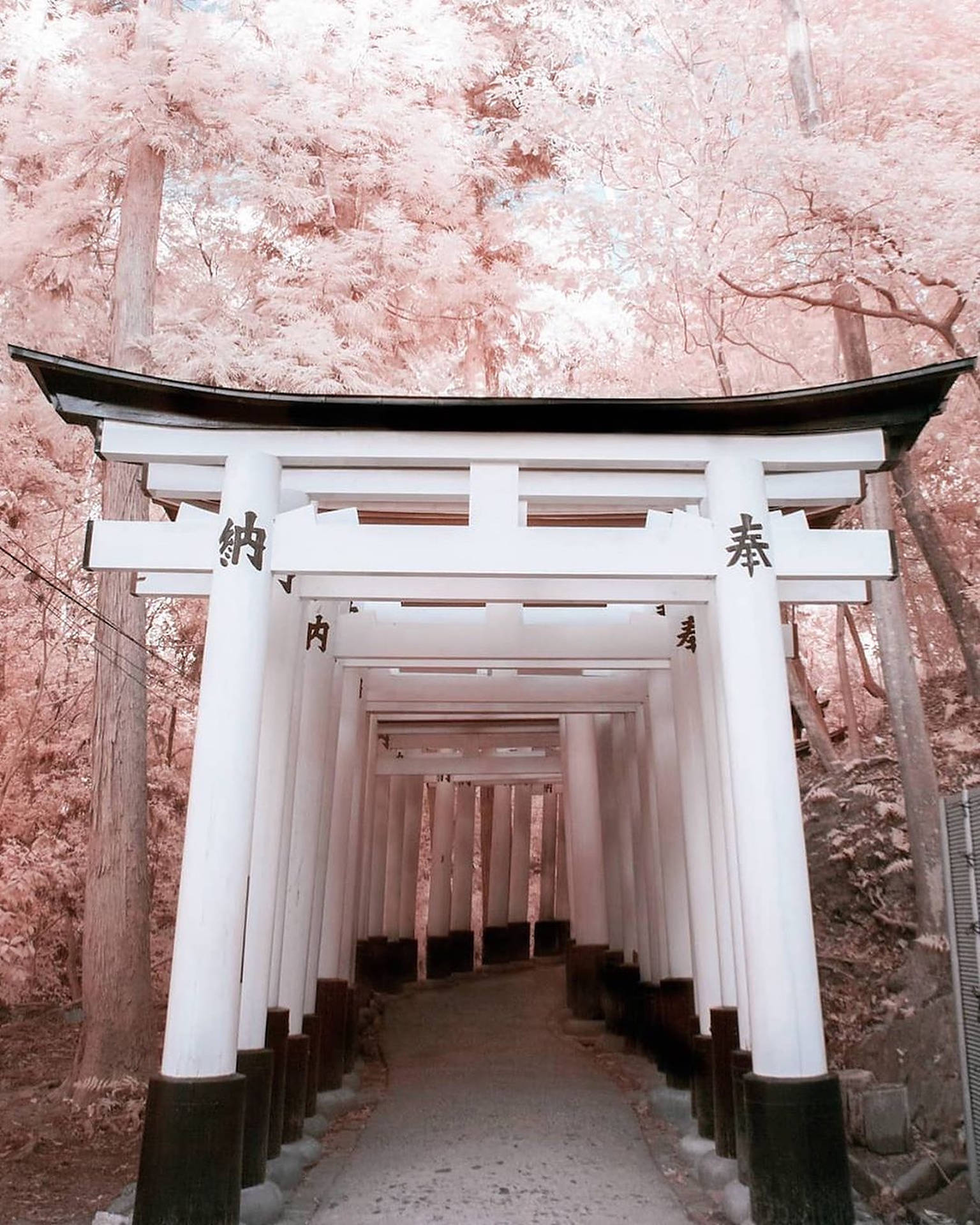 1536x1920 White Torii Gates Wallpaper