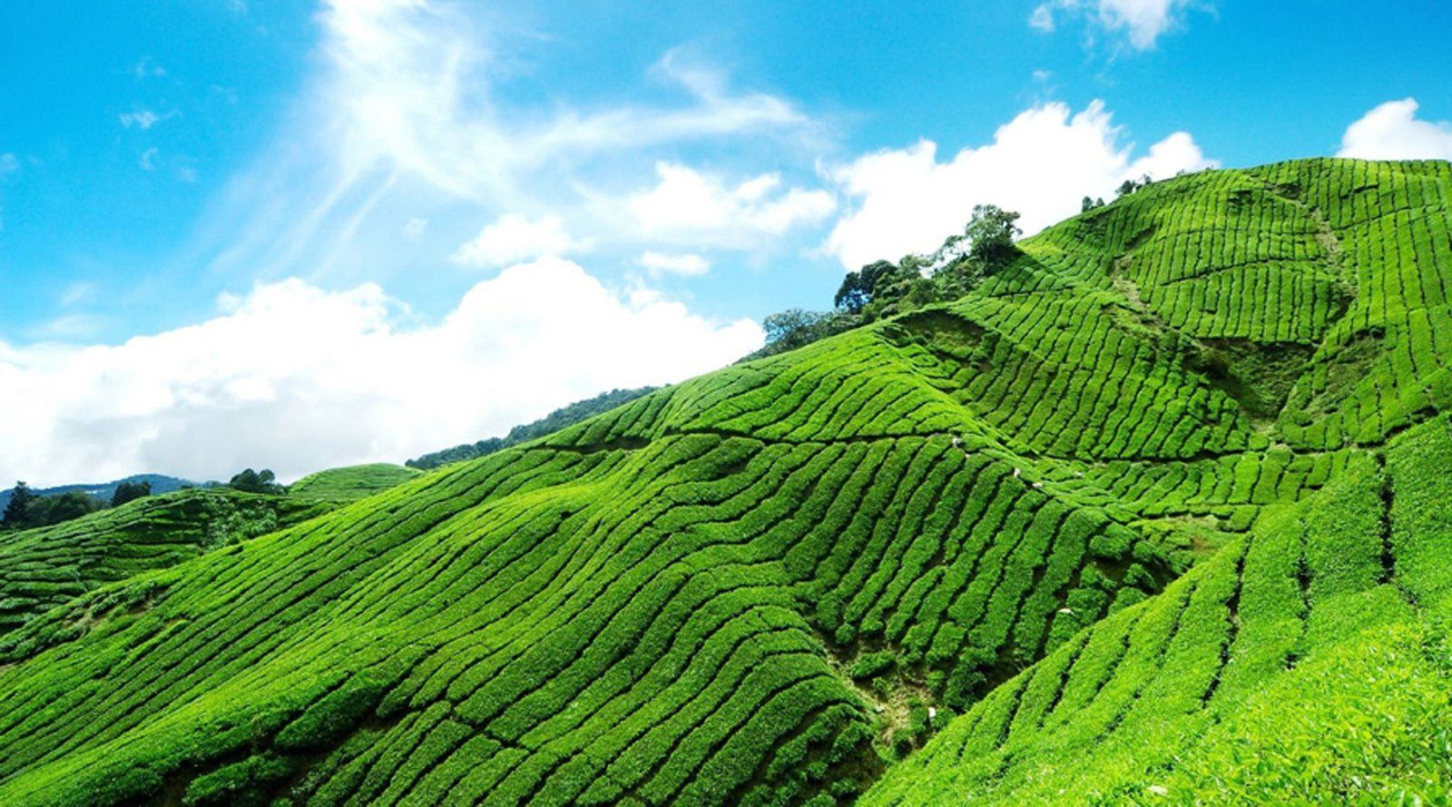 1600x889 Madurai to Theni & Munnar: A Scenic Hill Station Escape