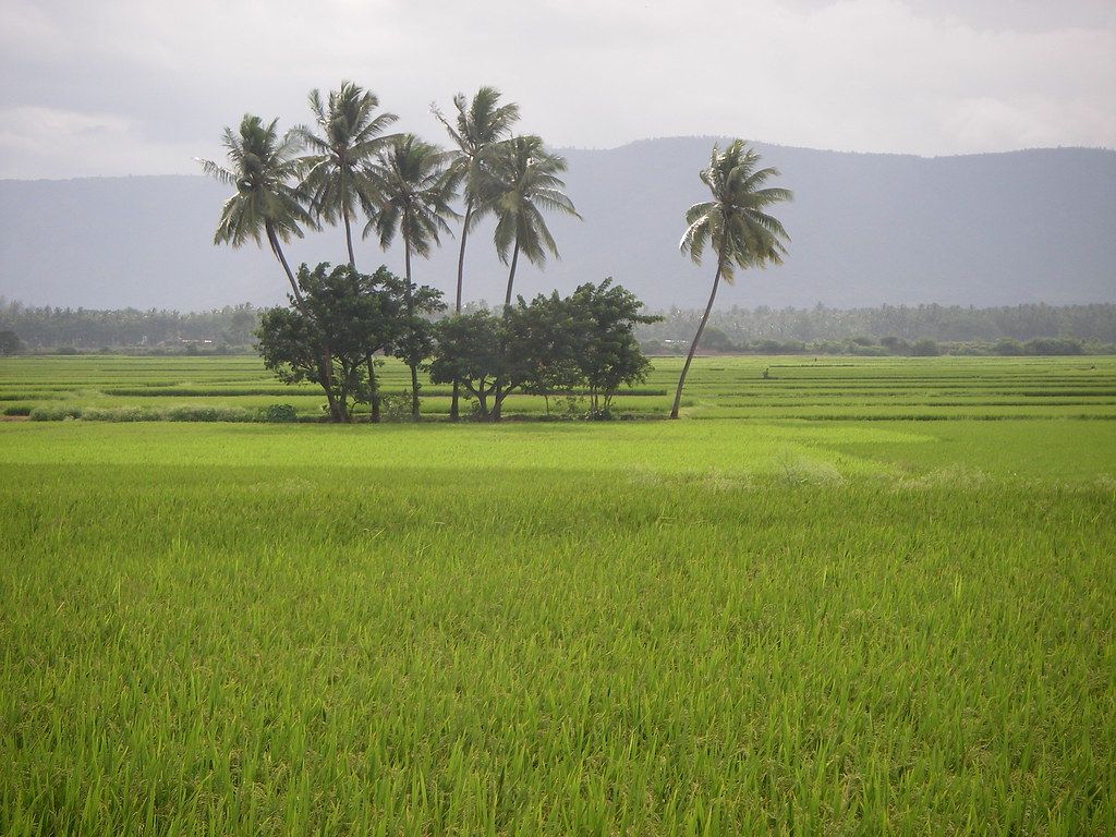 1024x768 Paddy field in Theni, South India