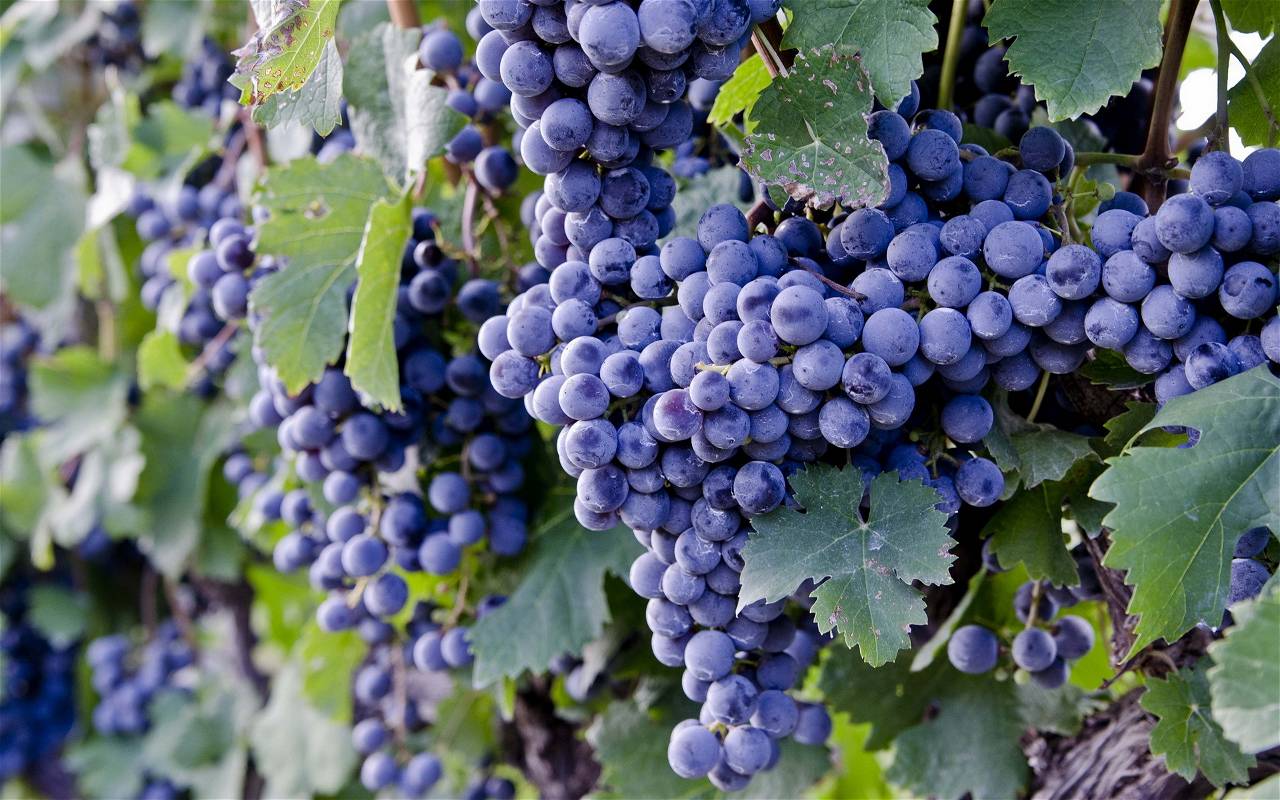 1280x800 Grapes Cultivation In Theni
