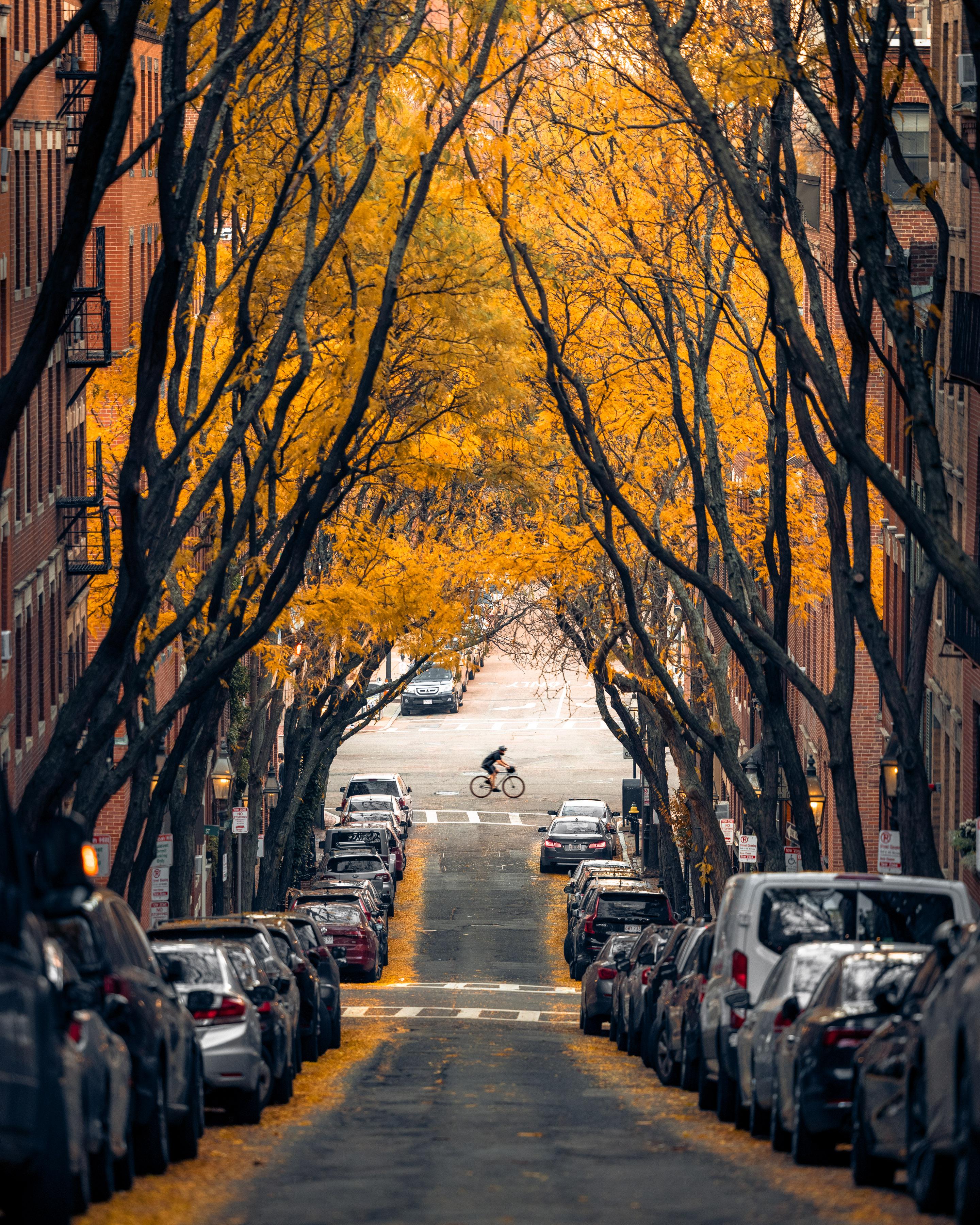 2880x3600 Wallpaper Tree, Boston, Cars, Plant, Tire, Background Free Image