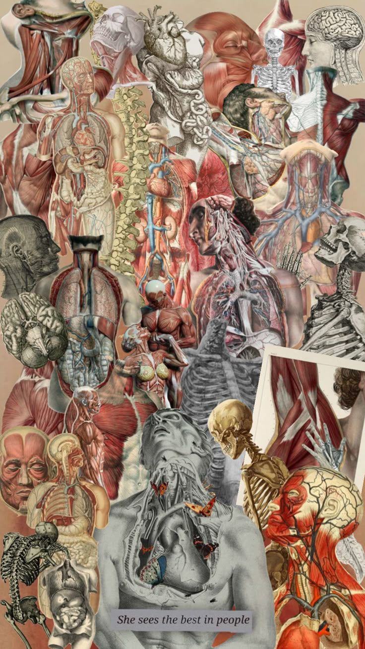 736x1308 Inner beauty #humananatomy #human #anatomy #wallpaper