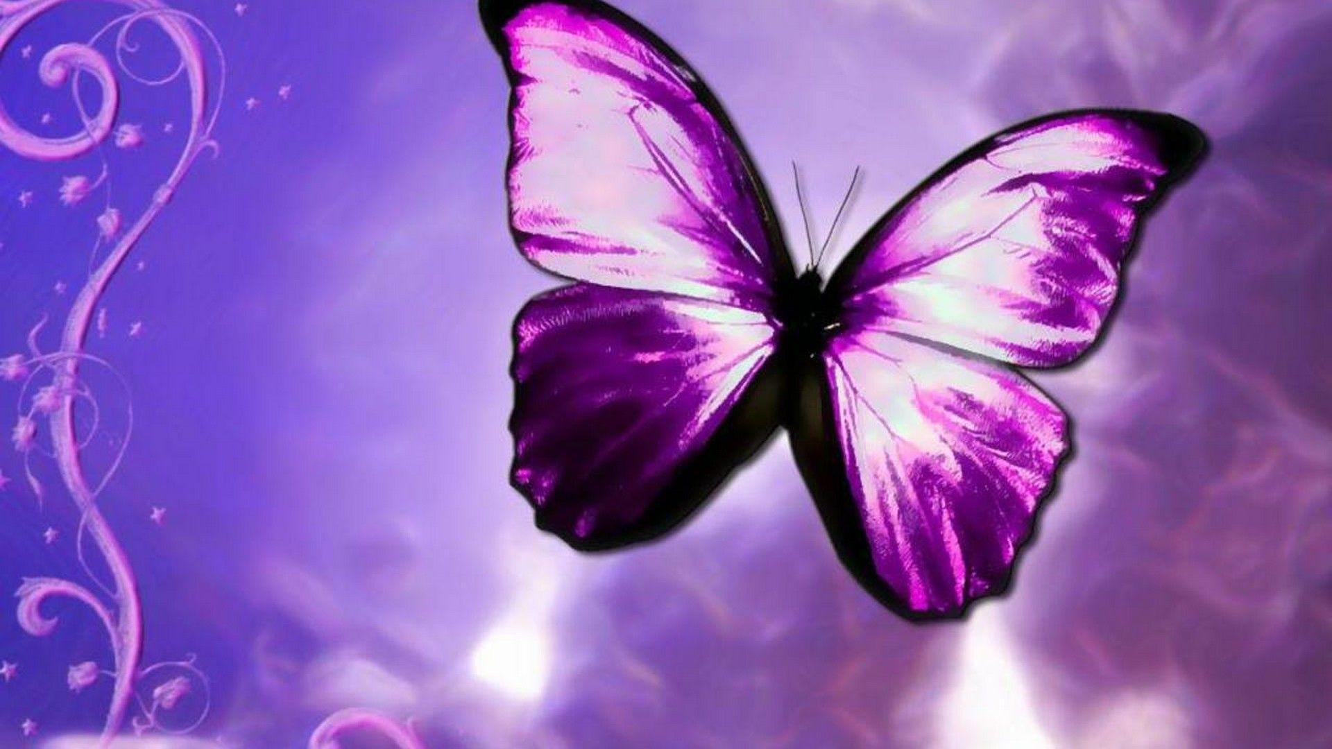 1920x1080 Purple Butterfly Desktop Background HD Cute Wallpaper