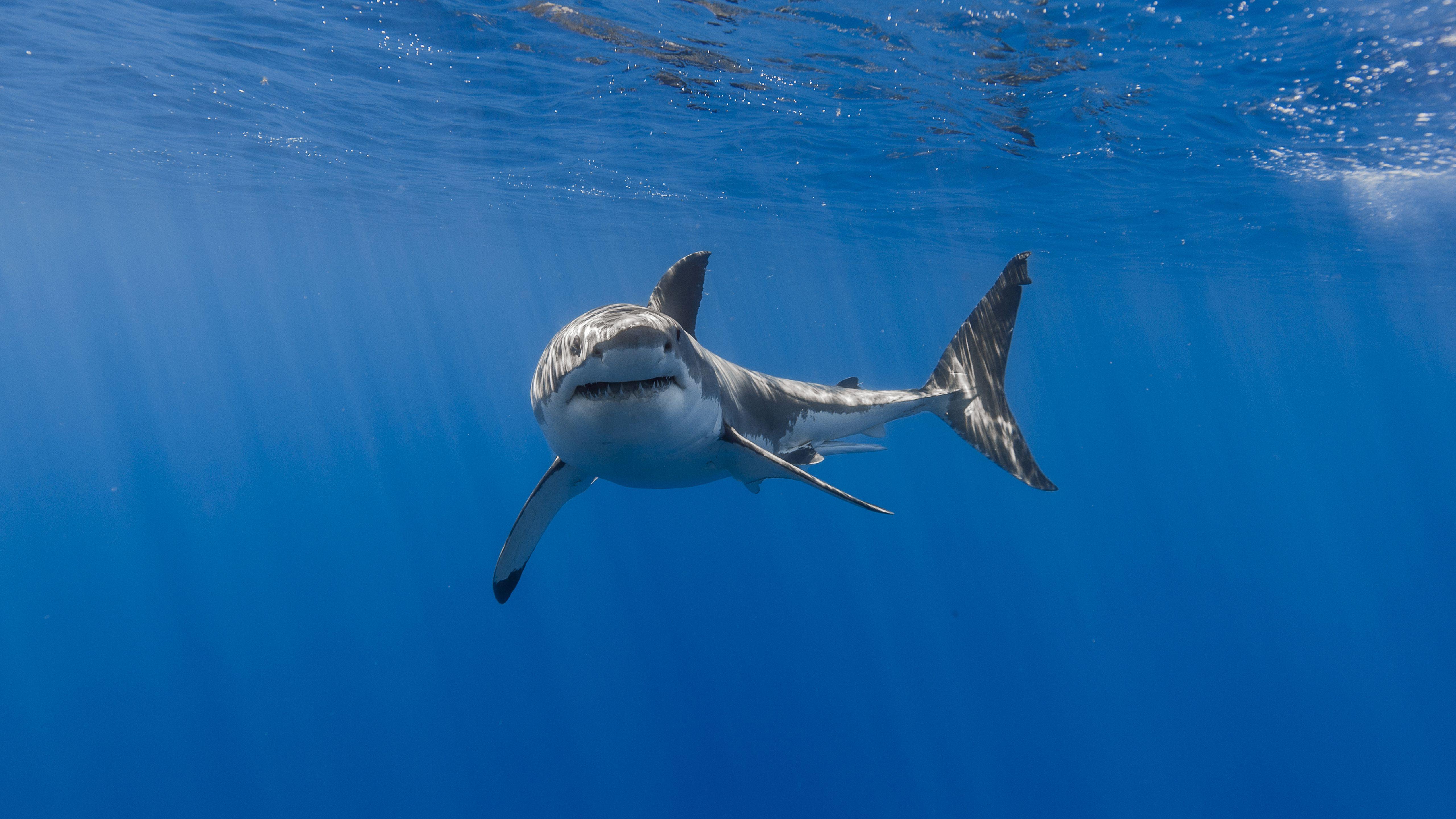 5120x2880 Shark 5k 5k HD 4k Wallpaper, Image, Background