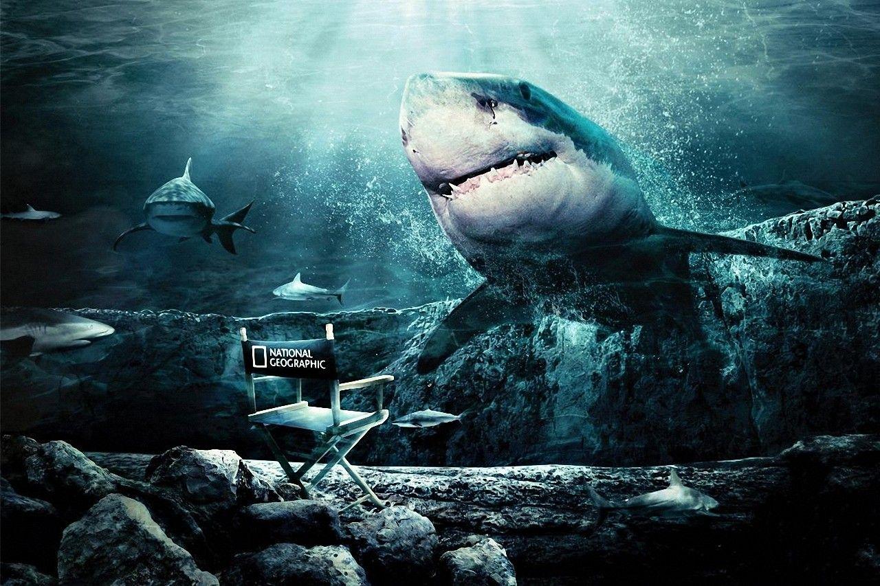 1280x853 MPR1616: Cool Shark Background In High .