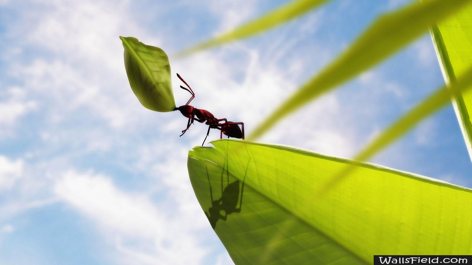 Ant Desktop Wallpapers - Top Free Ant Desktop Backgrounds - WallpaperAccess