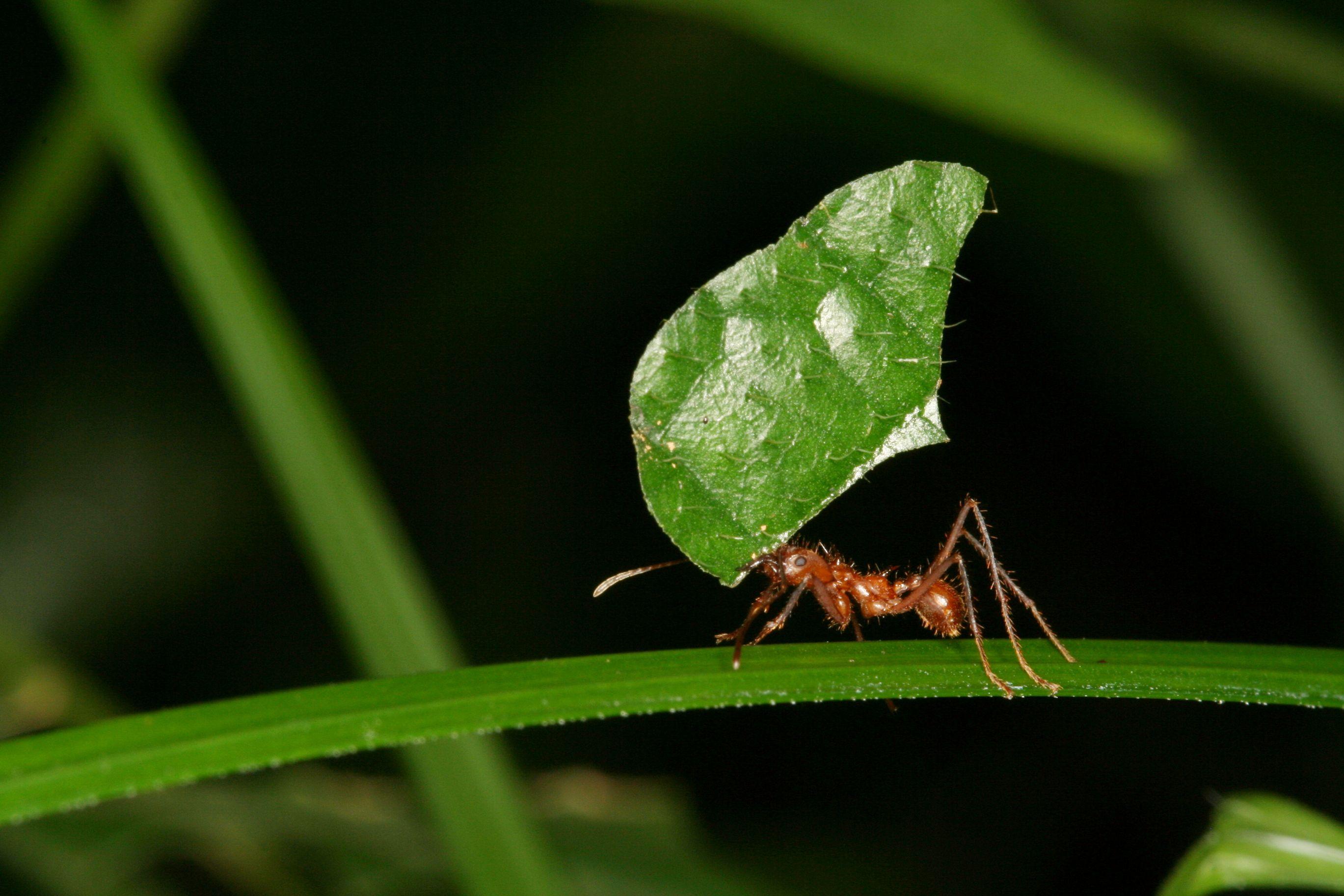 Ant Desktop Wallpapers - Top Free Ant Desktop Backgrounds - WallpaperAccess