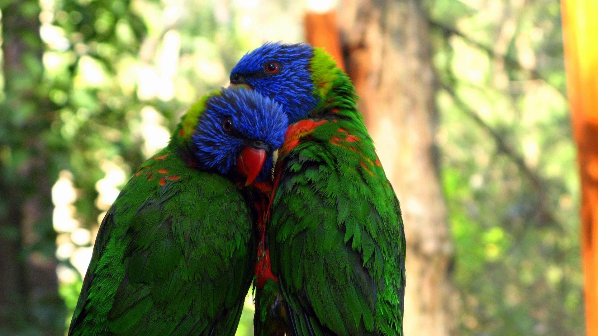 Parrots Laptop Wallpapers - Top Free Parrots Laptop Backgrounds - WallpaperAccess Parrots Laptop Wallpapers - Top Free Parrots Laptop Backgrounds - WallpaperAccess