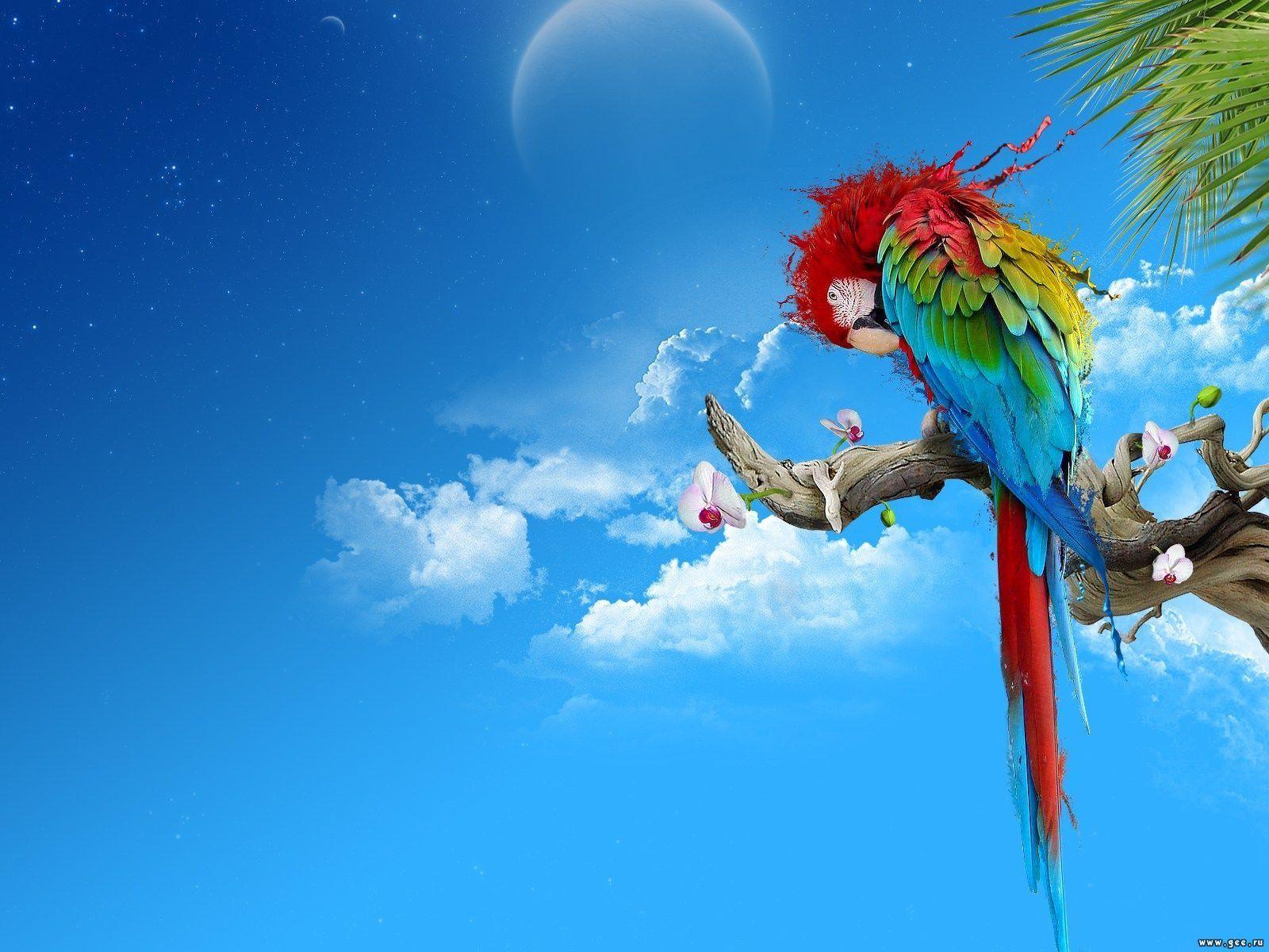 1600x1200 Beauty of nature. Parrot wallpaper, Parrots art, Abstract