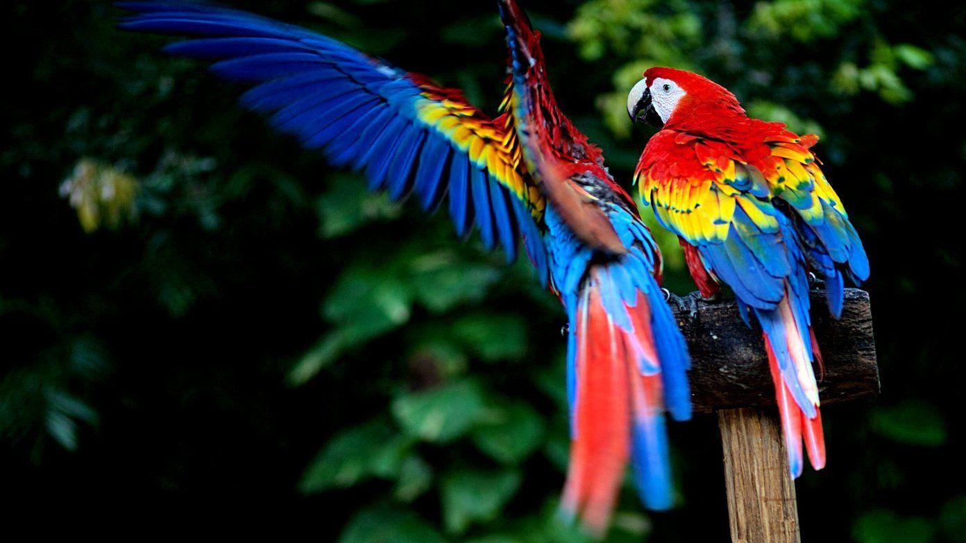 1392x783 Beautiful HD and 4K Wallpaper of Exotic Birds That You Should