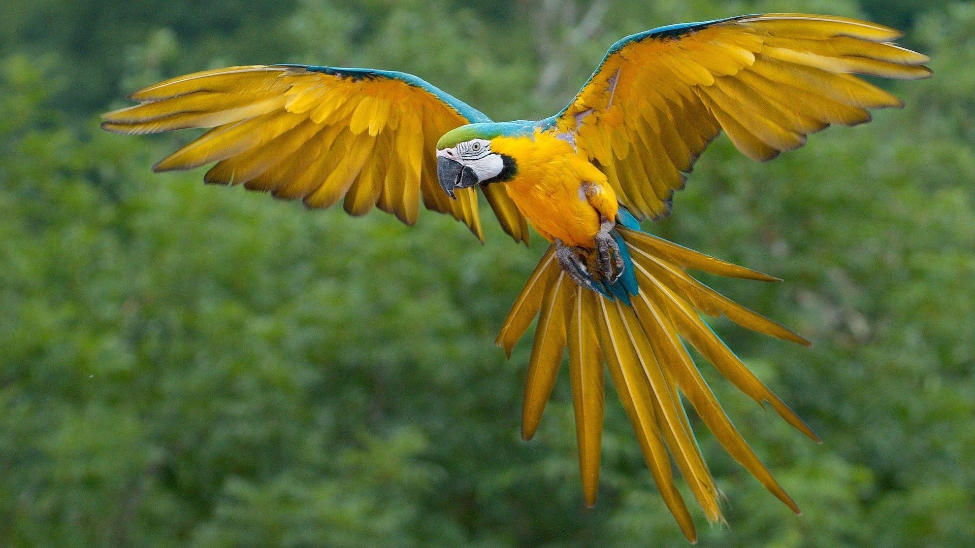 1920x1080 Macaw Parrot Laptop Full HD 1080P HD 4k Wallpaper