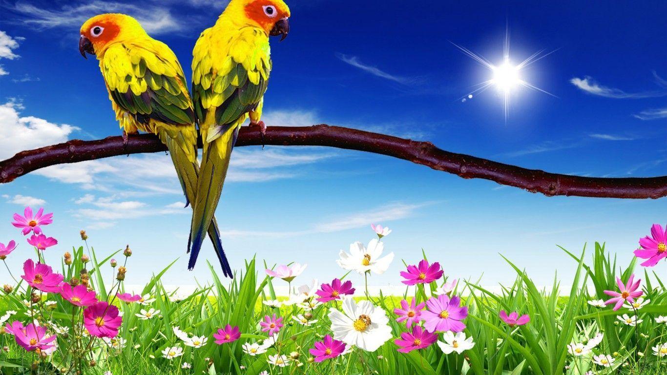 1366x768 Free D Live Wallpaper For Laptop Group. Laptop wallpaper, Parrot
