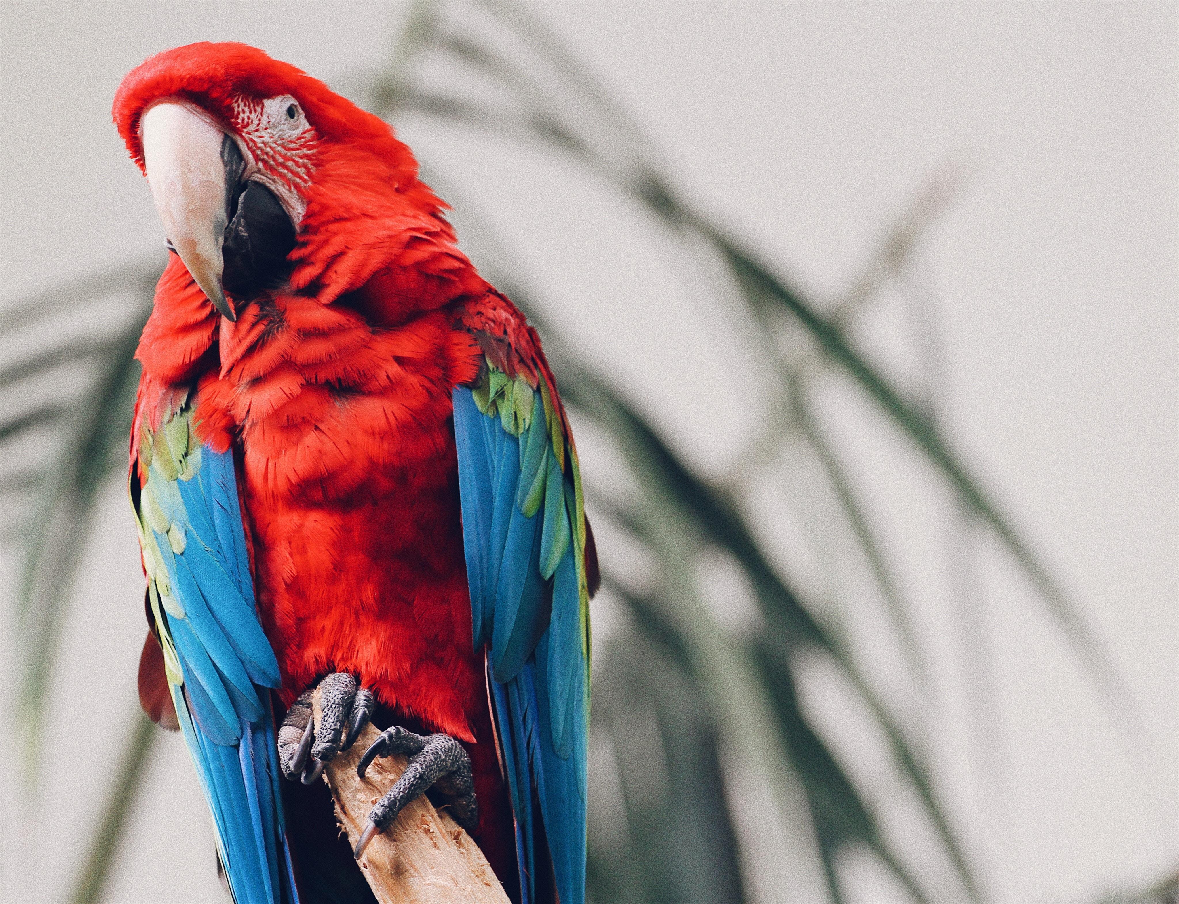 4096x3141 wallpaper parrot, macaw, bird, tropical HD : Widescreen : High