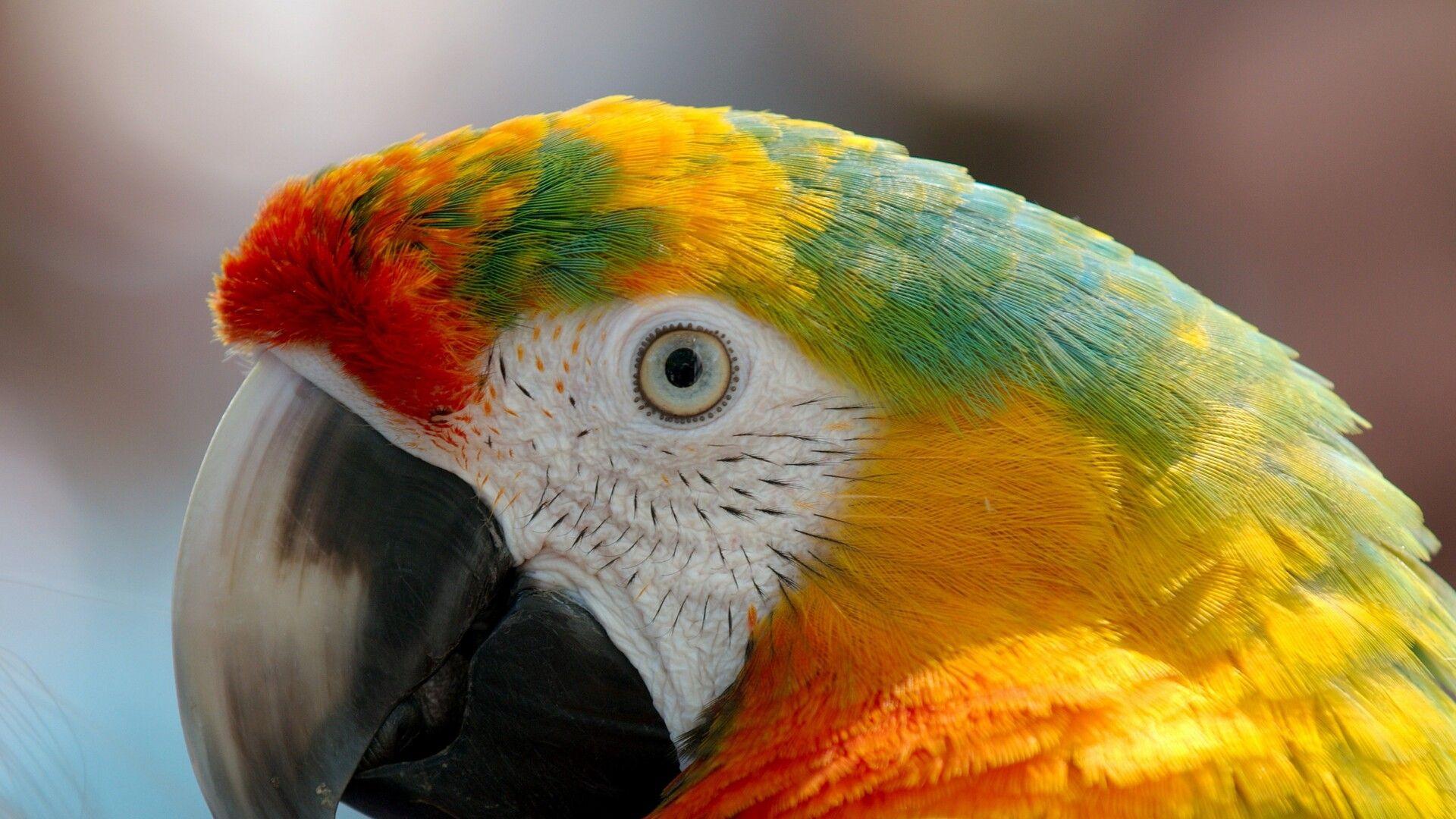 1920x1080 Parrot Macaw Laptop Full HD 1080P HD 4k Wallpaper