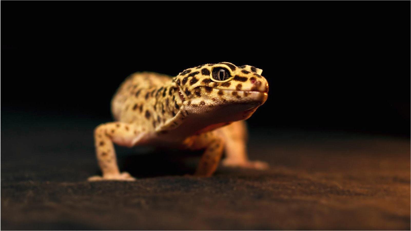 Gecko 4K Wallpapers - Top Free Gecko 4K Backgrounds - WallpaperAccess