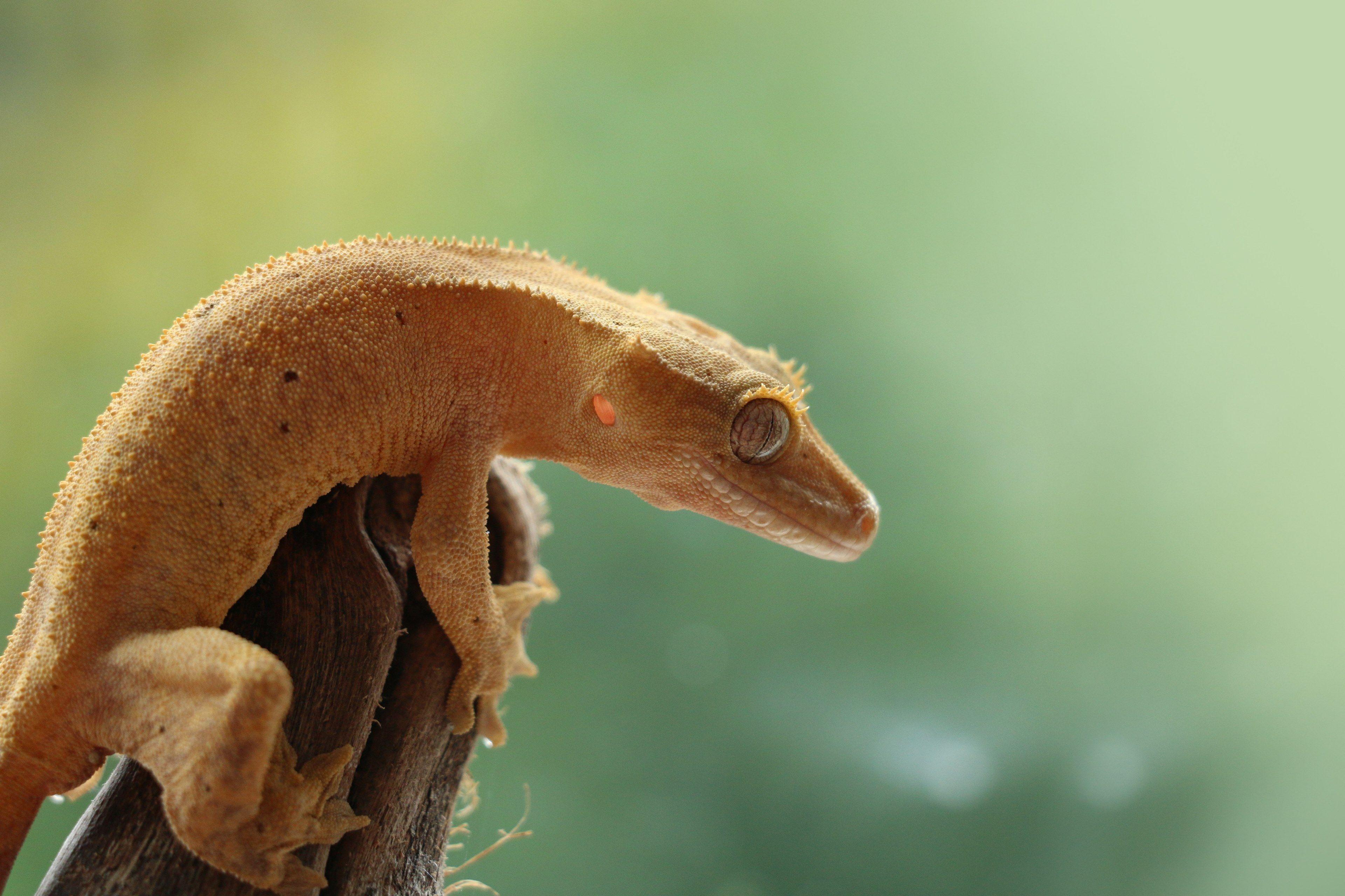 Can A Crested Gecko Live In A 10 Gallon Tank Can A Crested Gecko Live In A 10 Gallon Tank