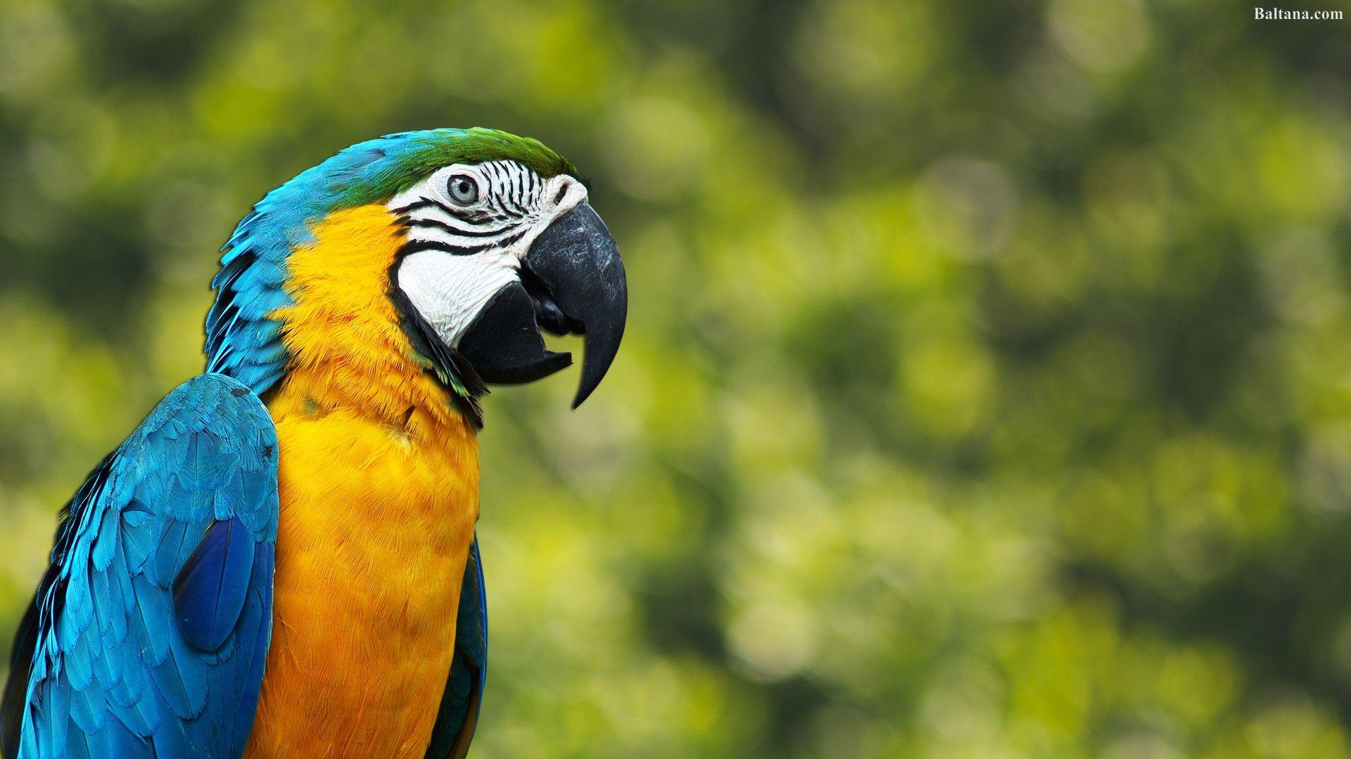 1920x1080 Parrot Background