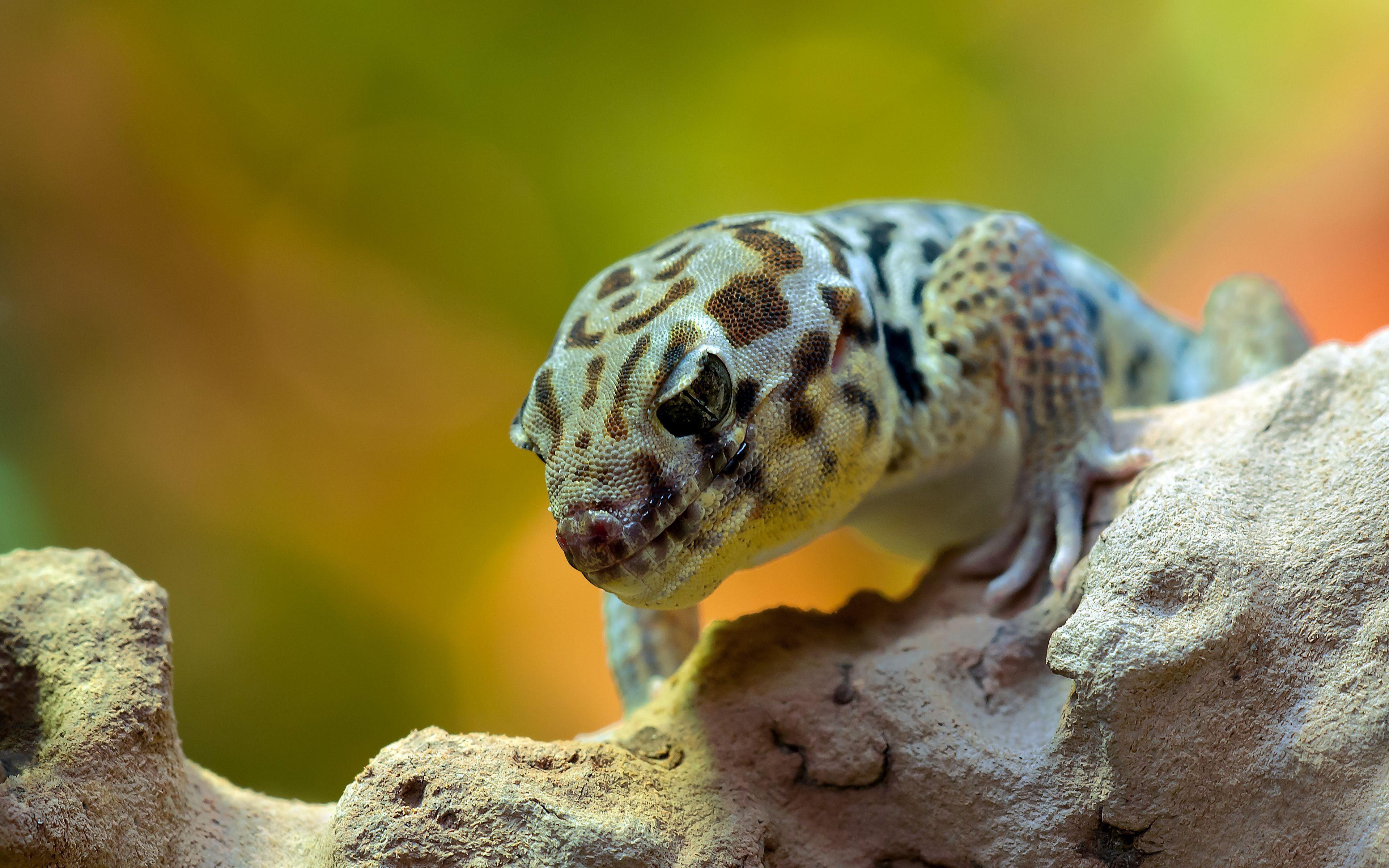 Gecko 4K Wallpapers - Top Free Gecko 4K Backgrounds - WallpaperAccess