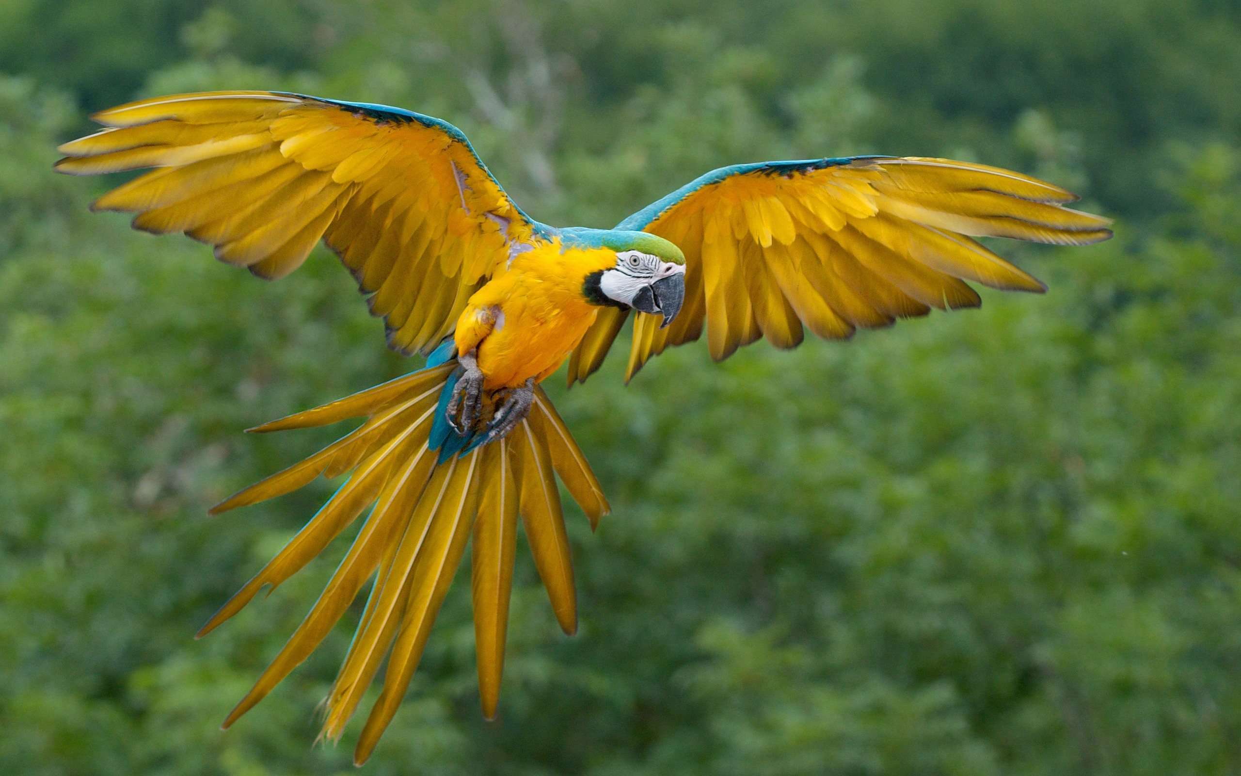 2560x1600 HD Parrot Wallpaper