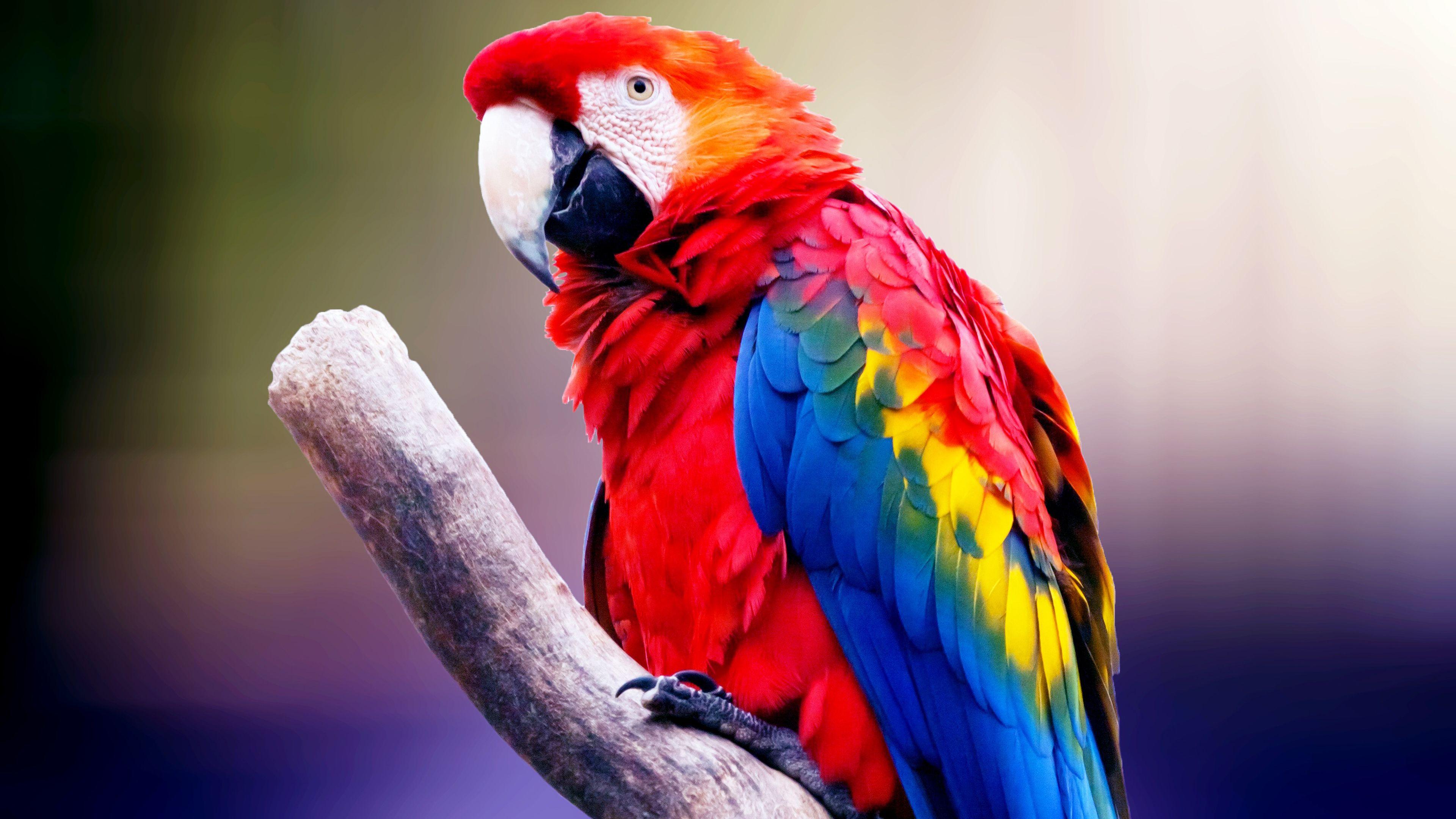 3840x2160 Macaw Parrot 4K Wallpaper