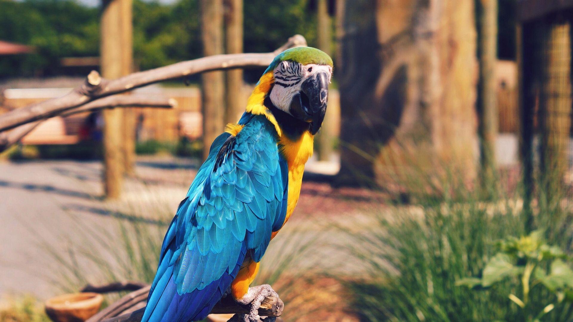 1920x1080 Wallpaper Parrot, Macaw, Bird, Color Laptop Wallpaper HD