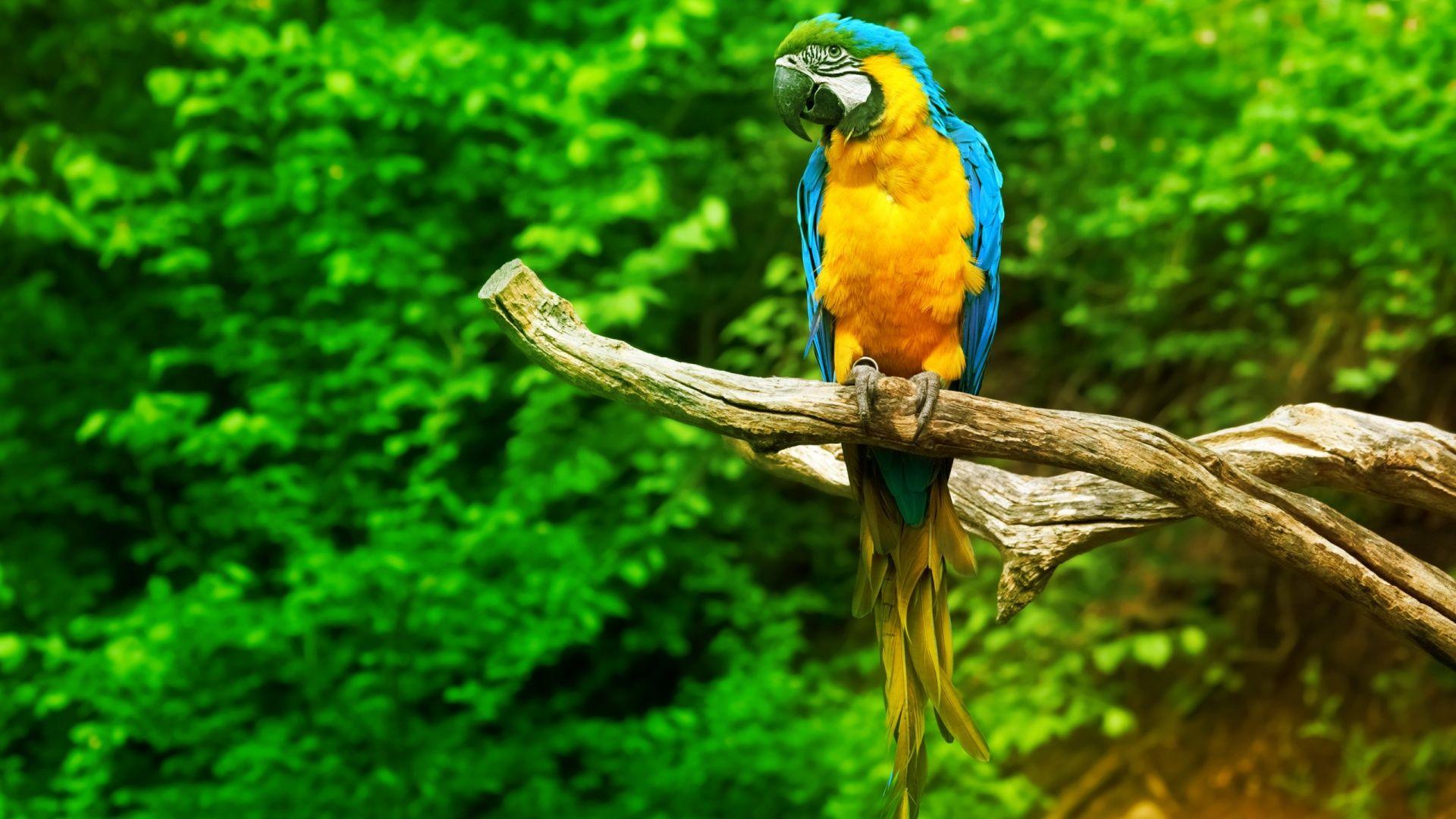 1920x1080 Macaw Parrot Wallpaper
