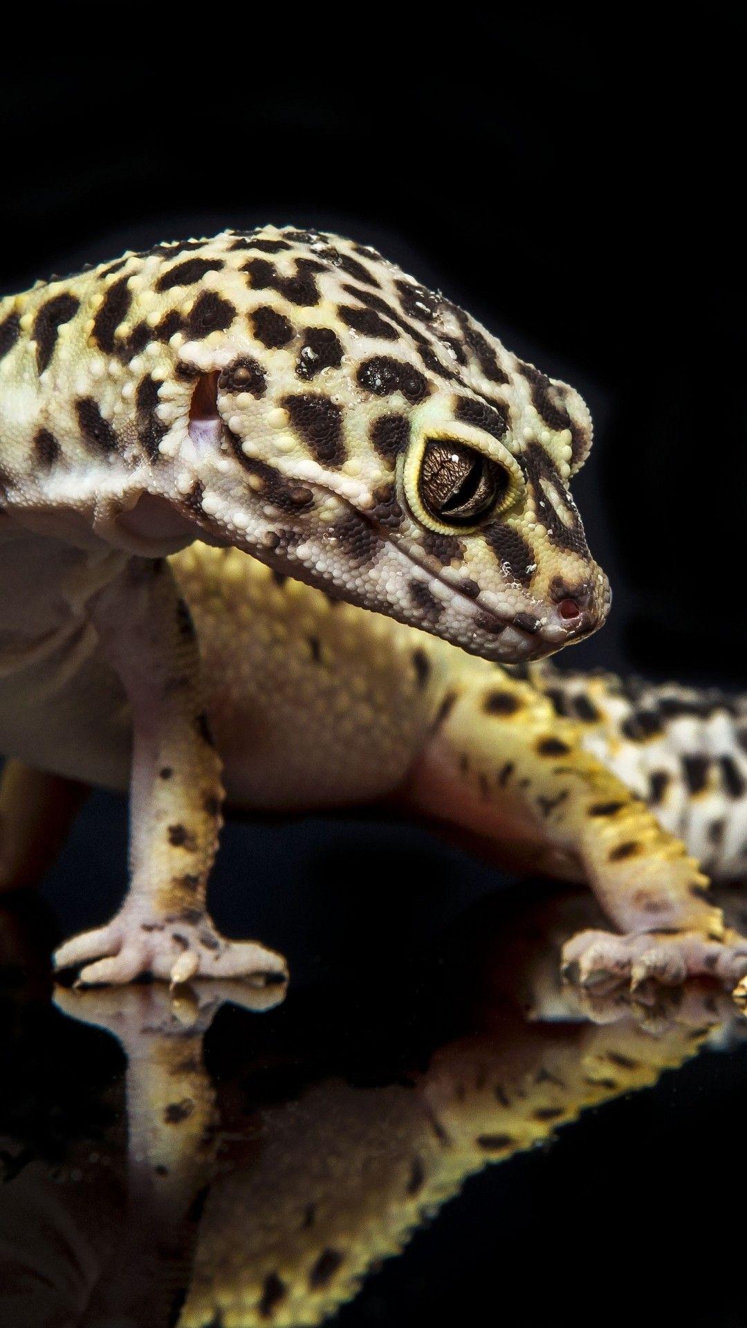Hình nền 1080x1920 Leopard Gecko
