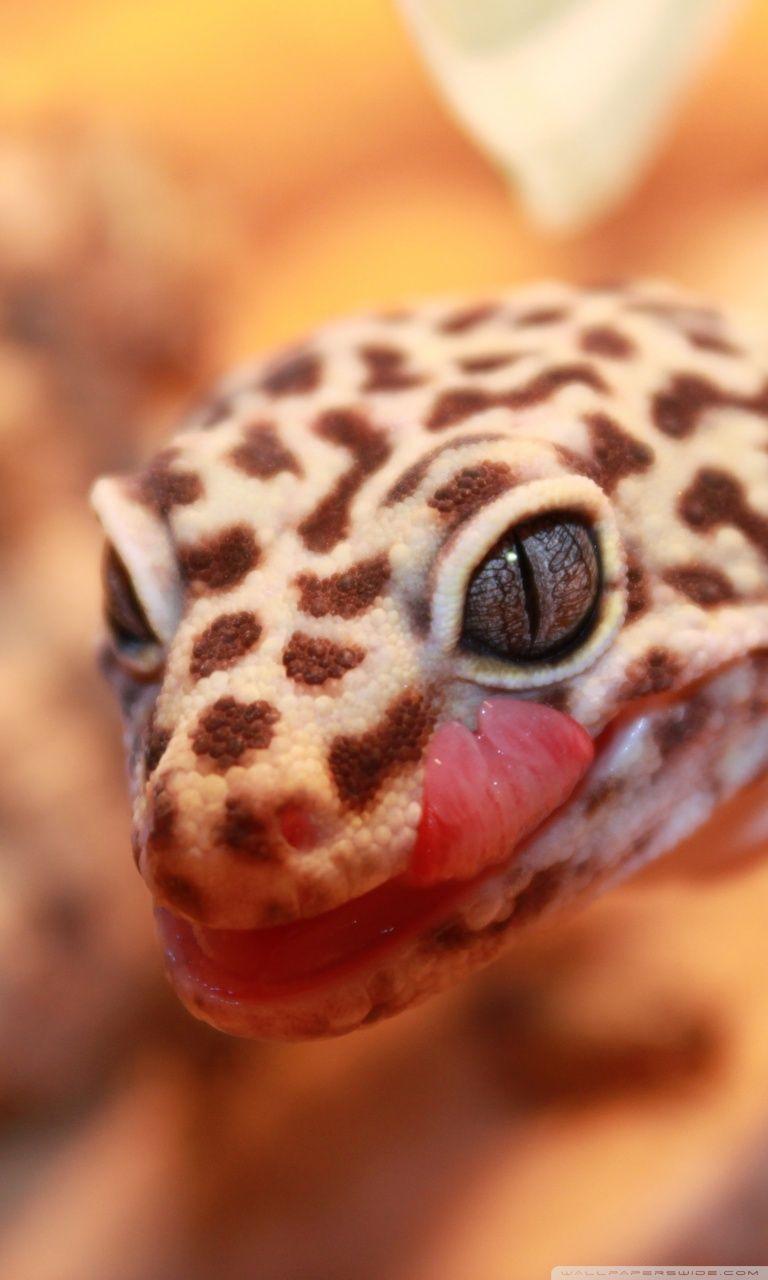 768x1280 Gecko Leopard Ultra HD Desktop Background Wallpaper for 4K UHD TV
