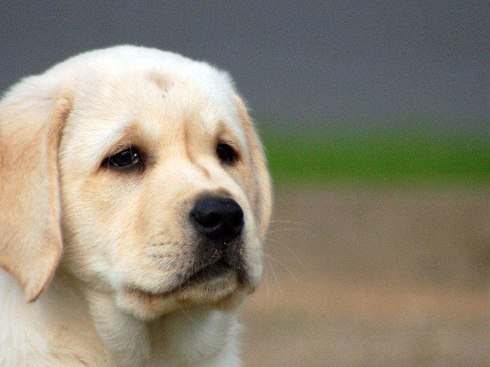 1600x1200 Free download Labrador Wallpaper [1600x1200] for your Desktop